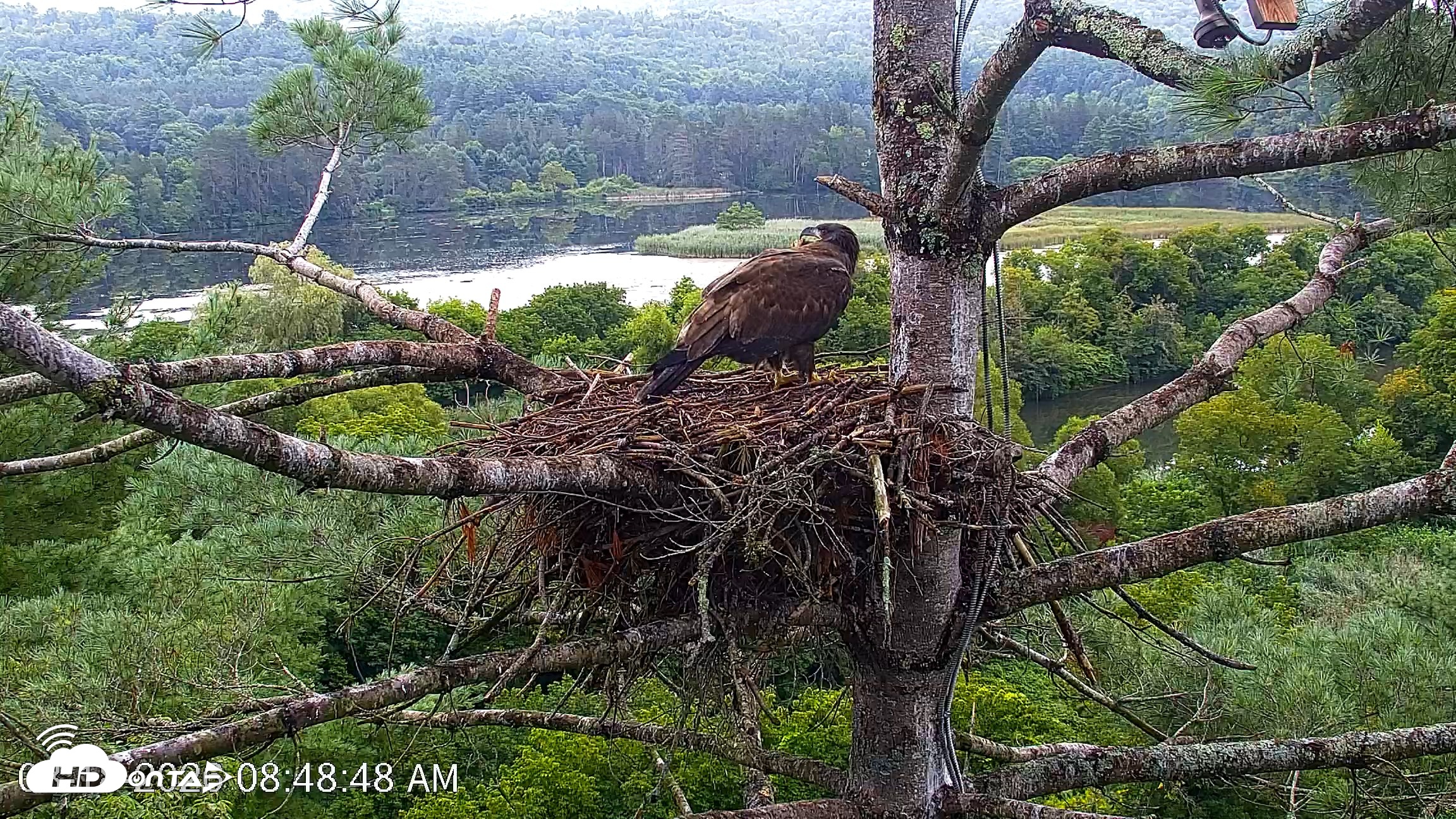 Snapshot of VINS Bald Eagles Nest Live Cams taken Aug 18, 2026, 8:49am EDT