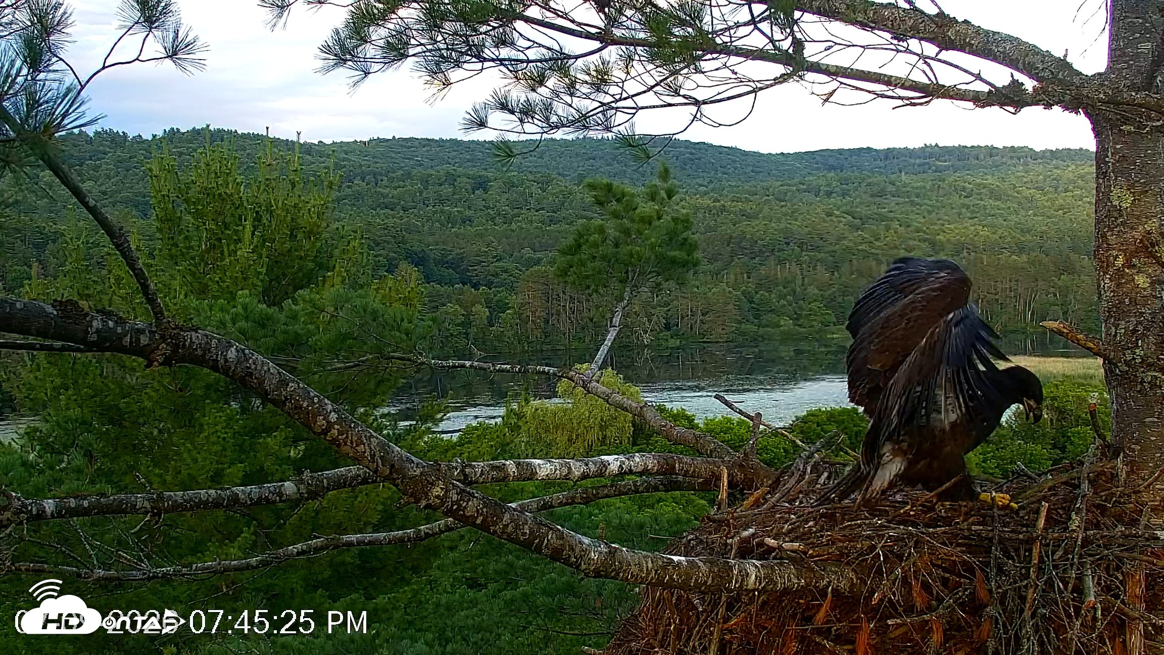 Snapshot of VINS Bald Eagles Nest Live Cams taken Jul 9, 2026, 7:46pm EDT