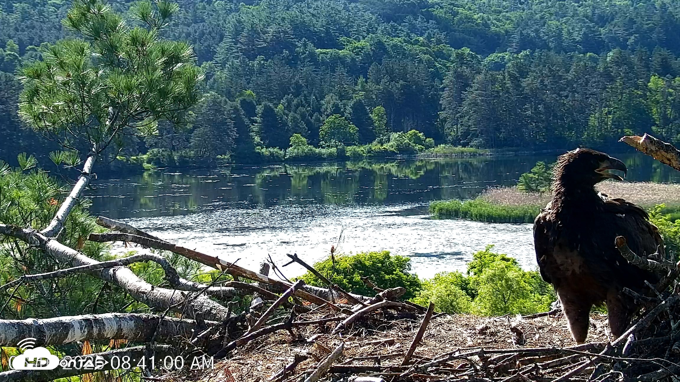 Snapshot of VINS Bald Eagles Nest Live Cams taken Jun 16, 2026, 8:41am EDT