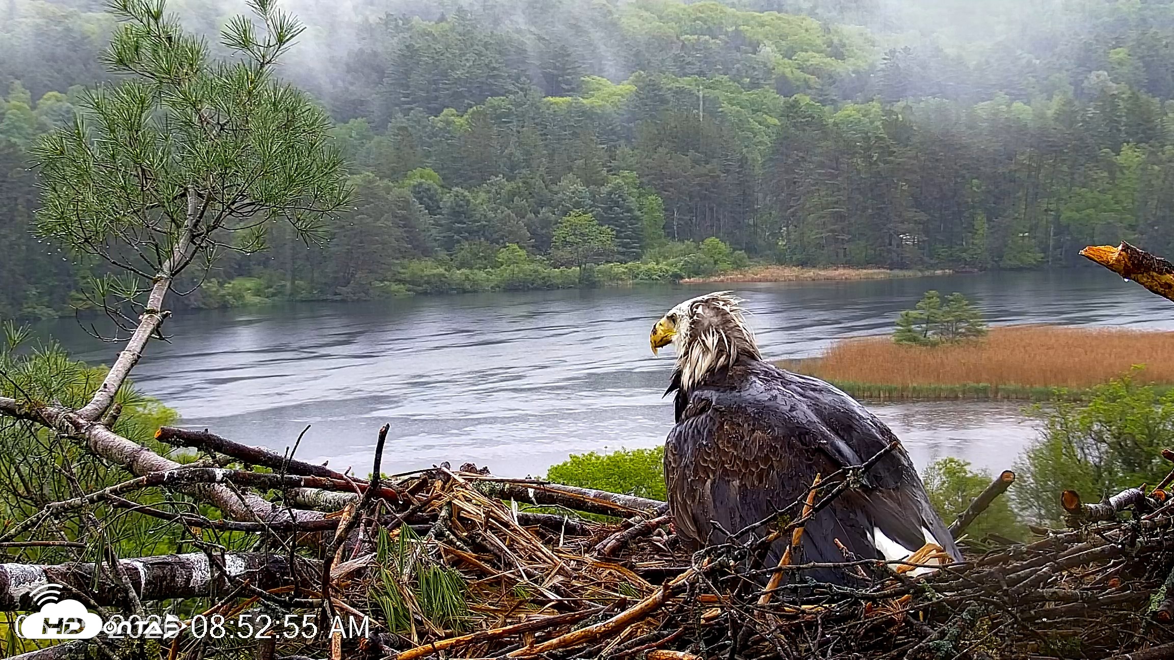 Snapshot of VINS Bald Eagles Nest Live Cams taken May 25, 2026, 8:54am EDT