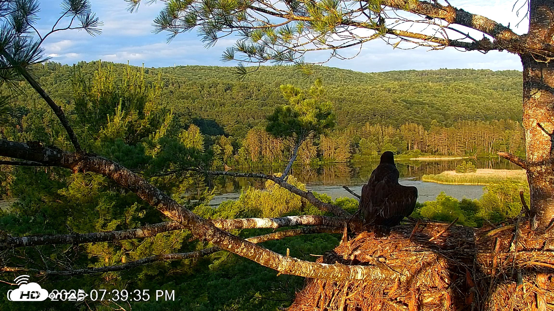 Snapshot of VINS Bald Eagles Nest Live Cams taken Jul 9, 2026, 7:40pm EDT