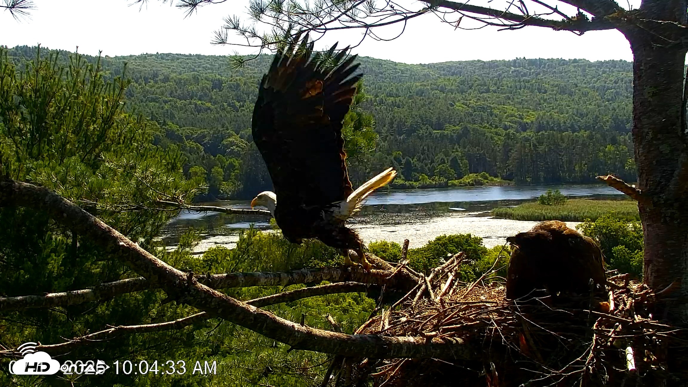 Snapshot of VINS Bald Eagles Nest Live Cams taken Jul 17, 2026, 10:05am EDT