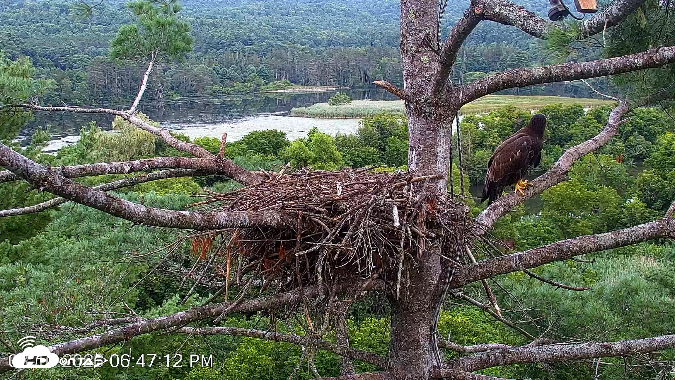 Snapshot of VINS Bald Eagles Nest Live Cams taken Aug 10, 2026, 6:47pm EDT