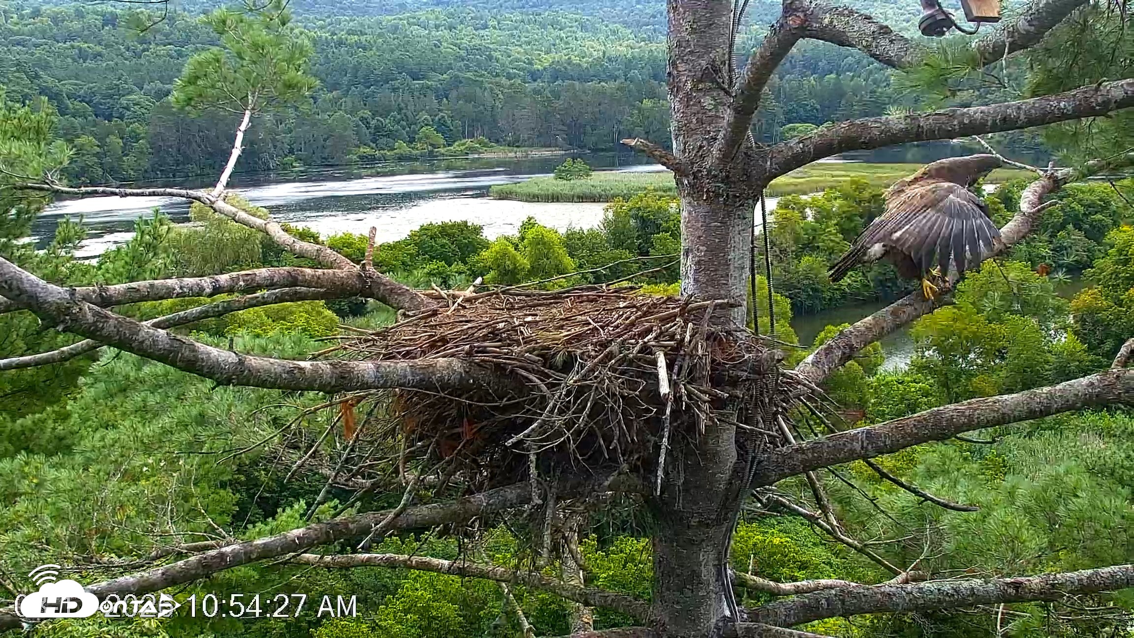 Snapshot of VINS Bald Eagles Nest Live Cams taken Aug 17, 2026, 10:55am EDT