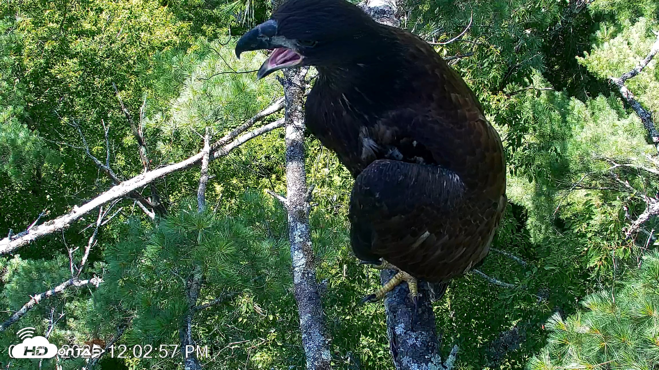 Snapshot of VINS Bald Eagles Nest Live Cams taken Jul 27, 2026, 12:03pm EDT