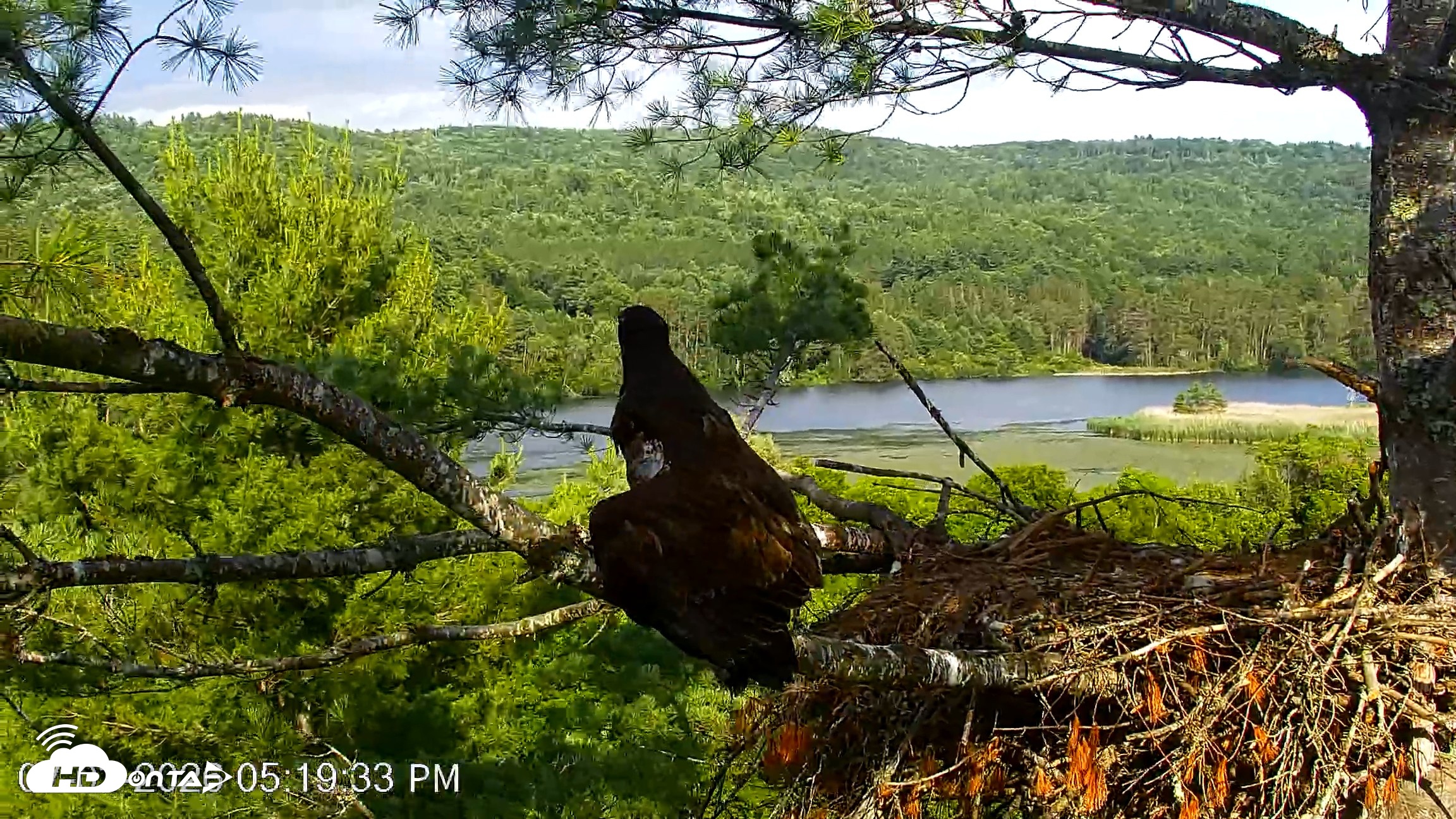 Snapshot of VINS Bald Eagles Nest Live Cams taken Jul 3, 2026, 5:20pm EDT