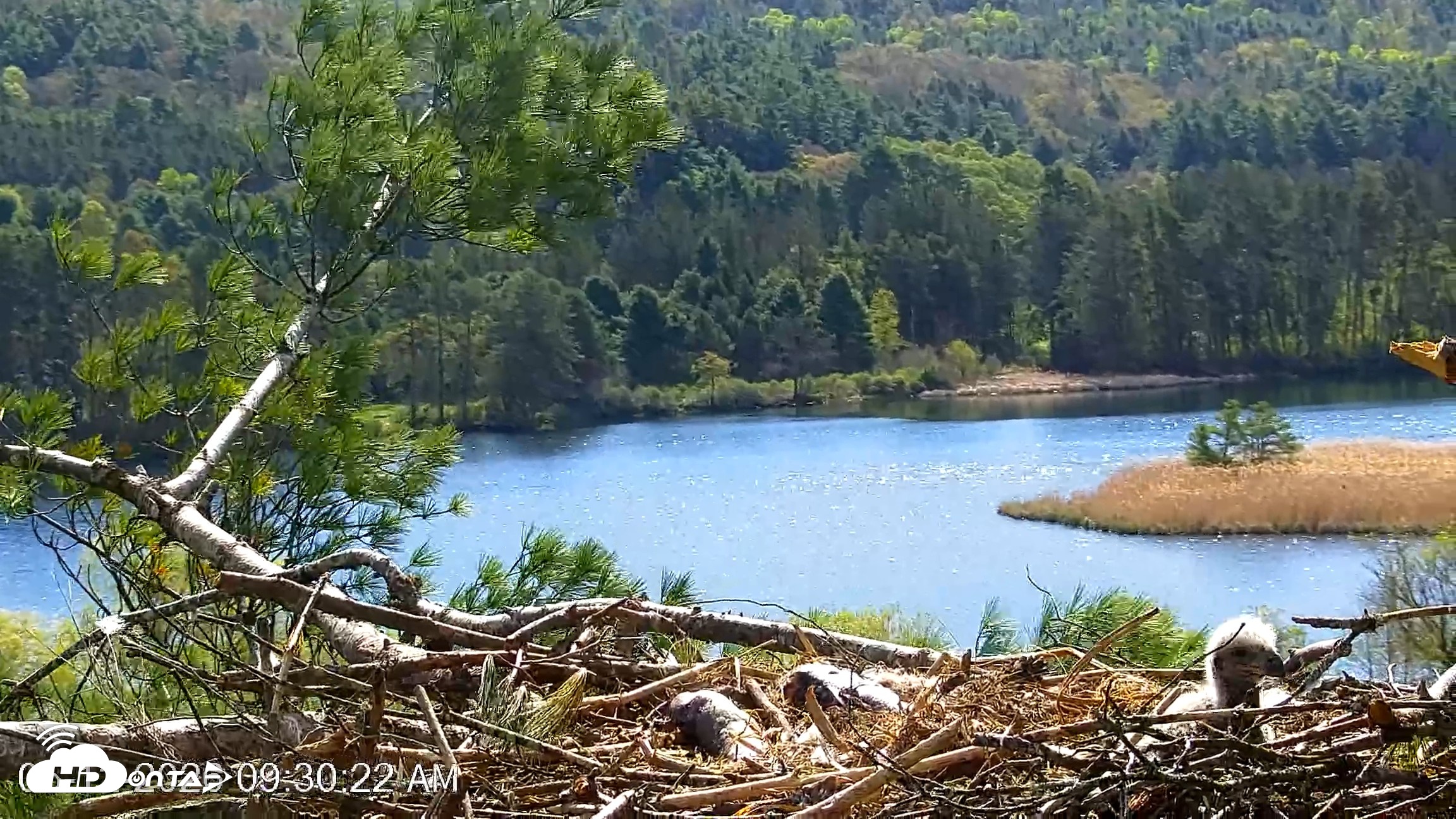 Snapshot of VINS Bald Eagles Nest Live Cams taken May 12, 2026, 9:31am EDT
