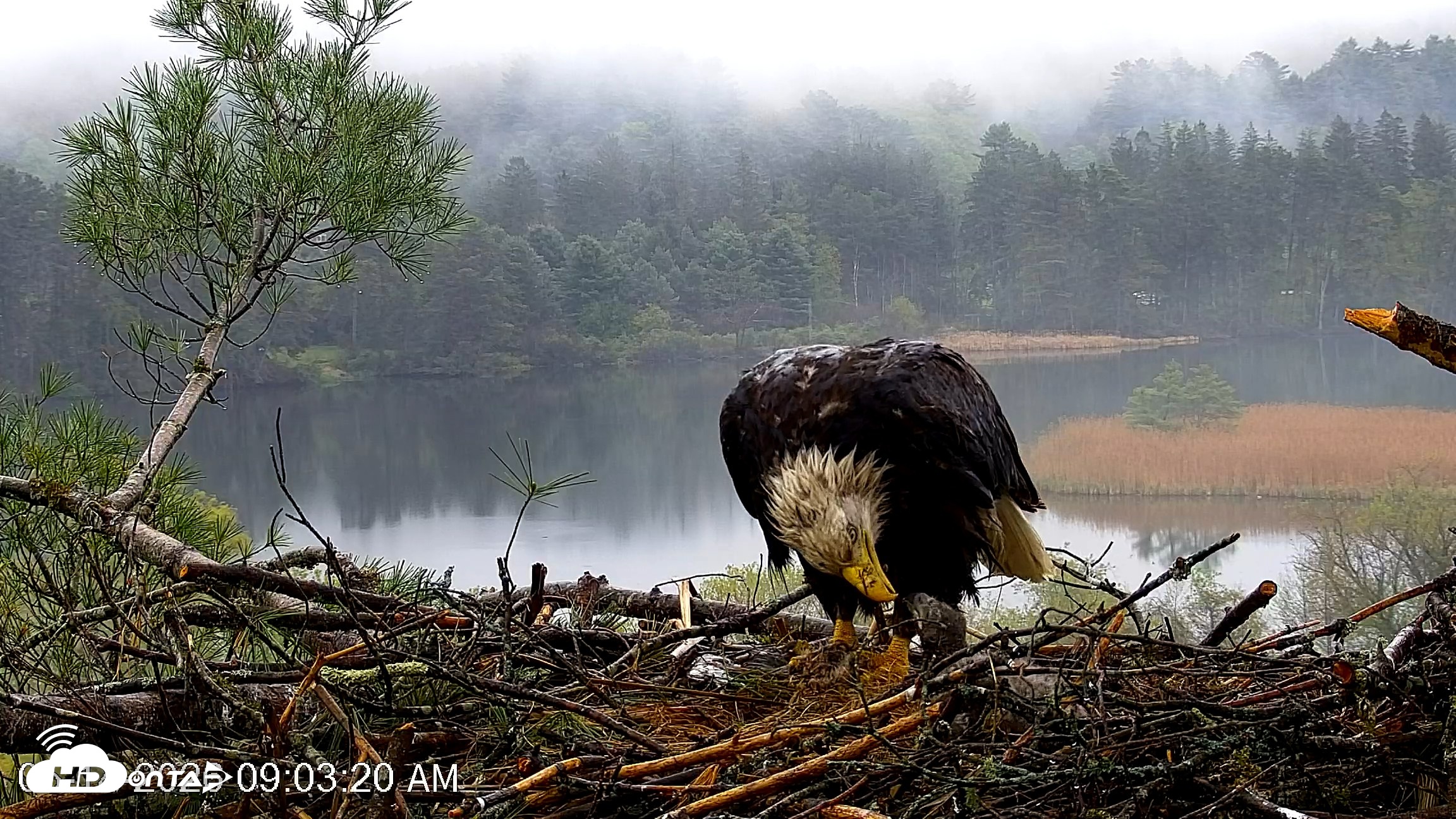 Snapshot of VINS Bald Eagles Nest Live Cams taken May 14, 2026, 9:04am EDT