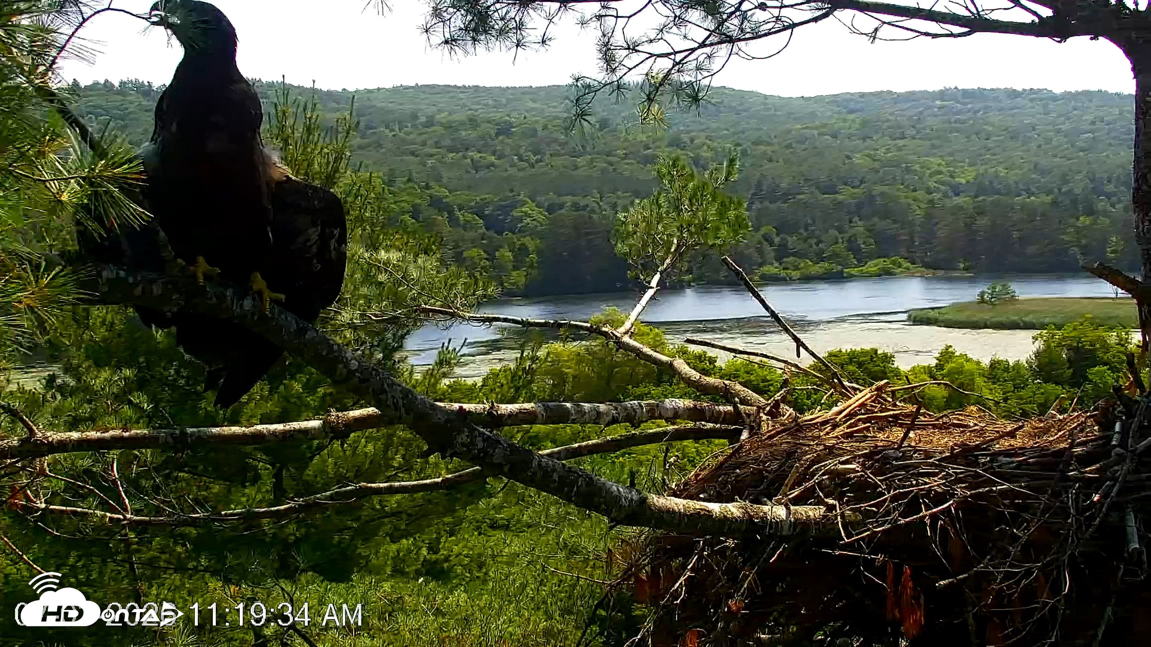Snapshot of VINS Bald Eagles Nest Live Cams taken Jul 3, 2026, 11:21am EDT