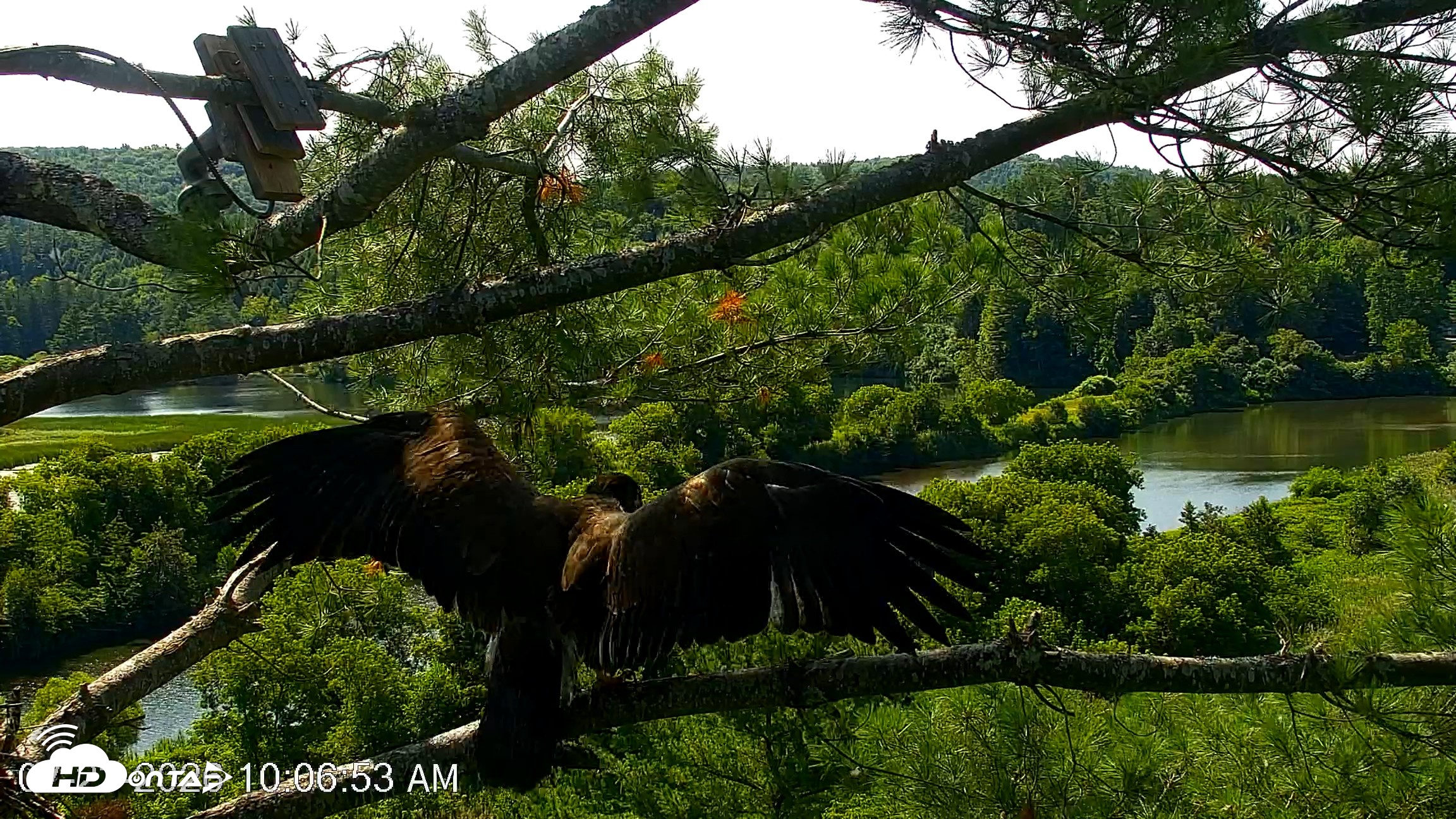 Snapshot of VINS Bald Eagles Nest Live Cams taken Jul 23, 2026, 10:07am EDT