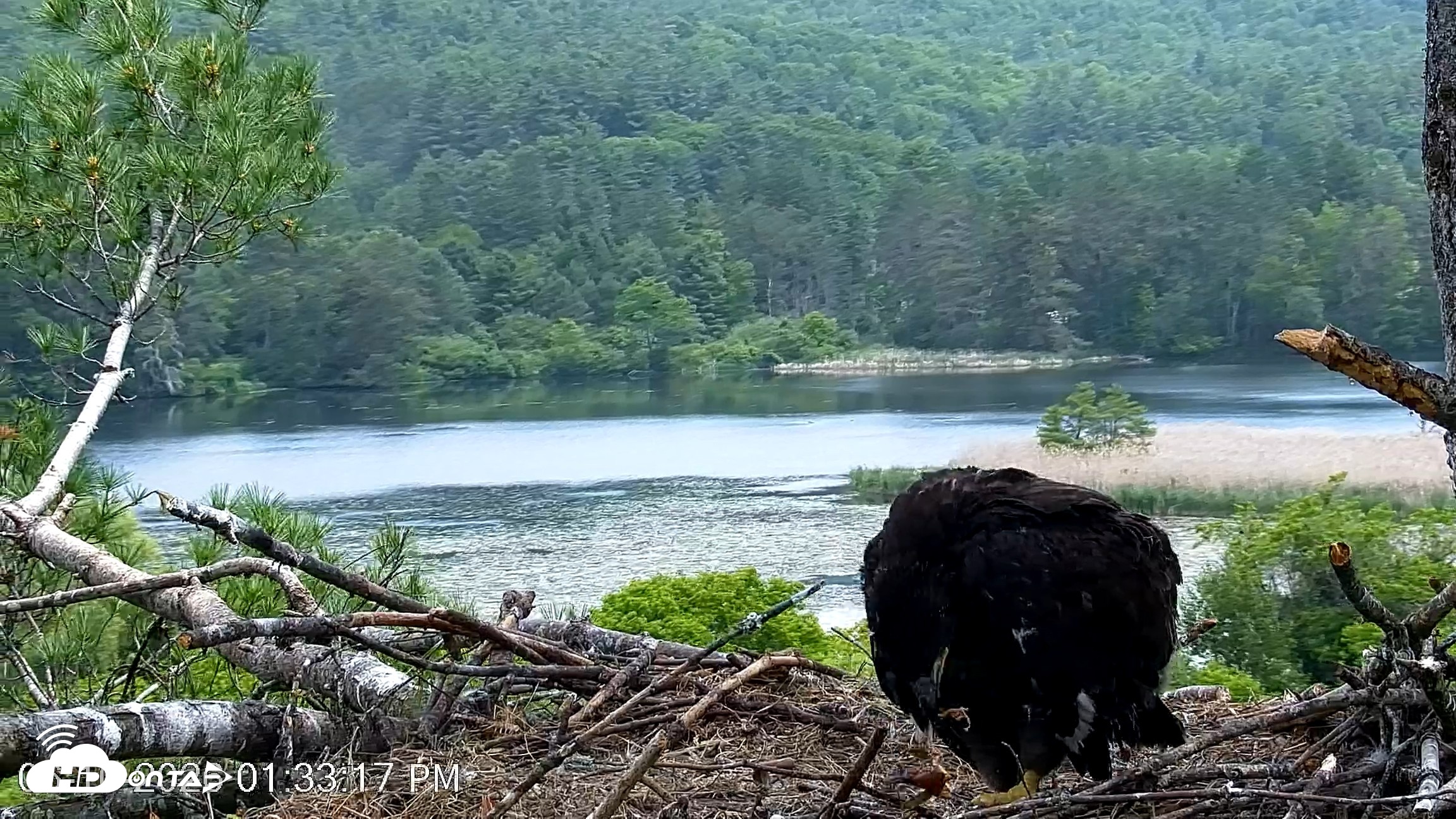 Snapshot of VINS Bald Eagles Nest Live Cams taken Jun 10, 2026, 1:34pm EDT