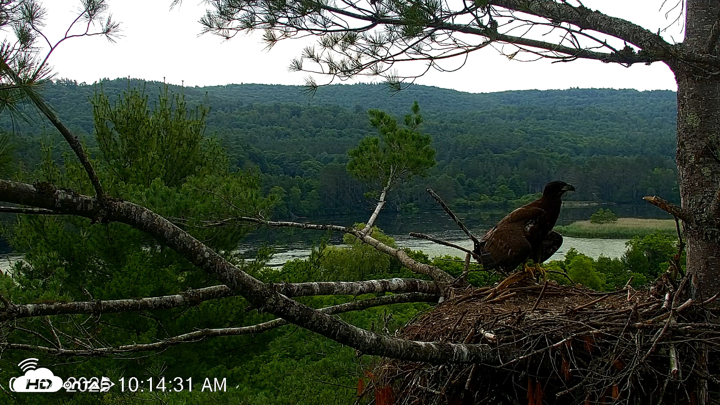 Snapshot of VINS Bald Eagles Nest Live Cams taken Jul 4, 2026, 10:15am EDT