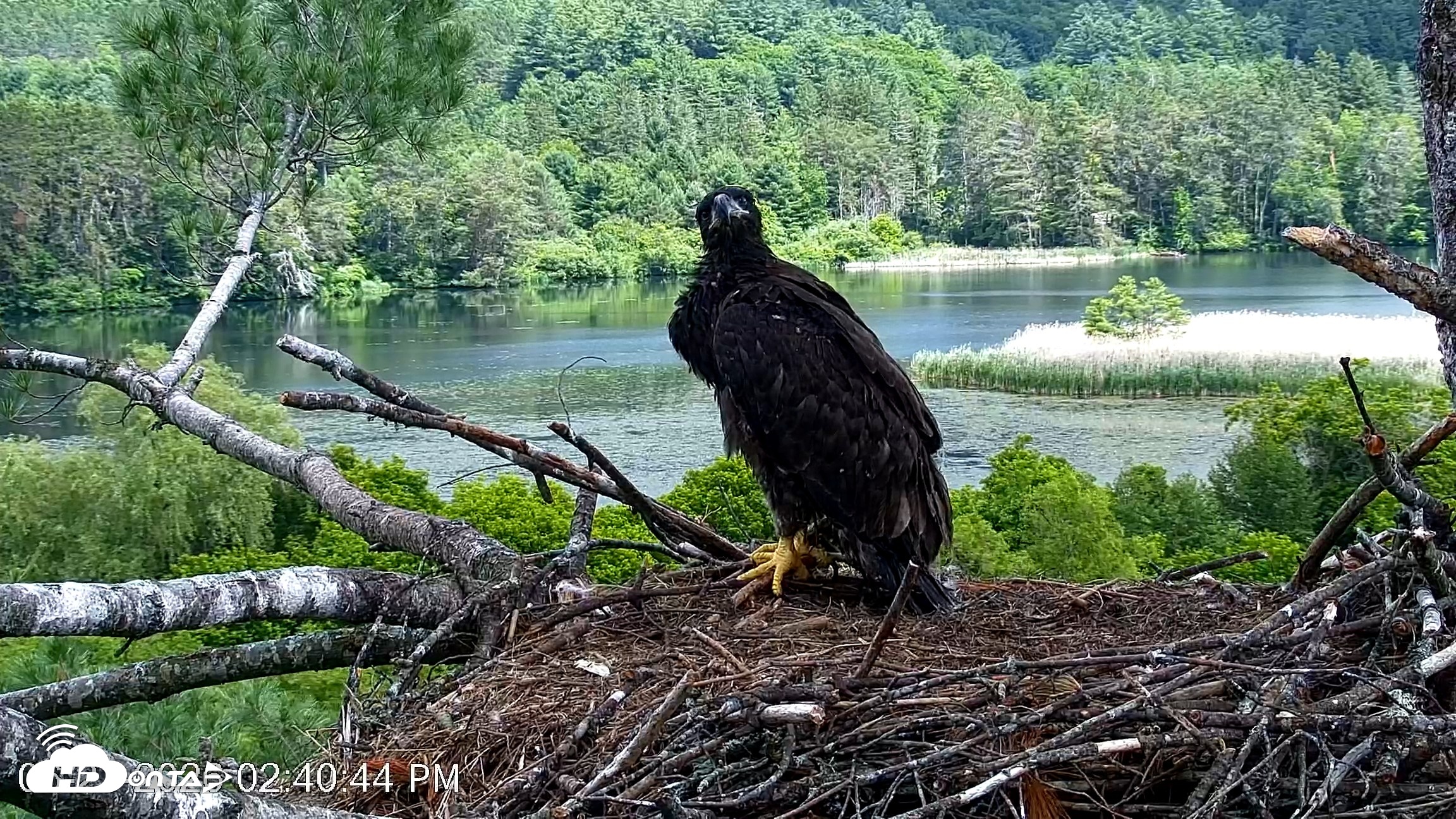 Snapshot of VINS Bald Eagles Nest Live Cams taken Jun 21, 2026, 2:41pm EDT