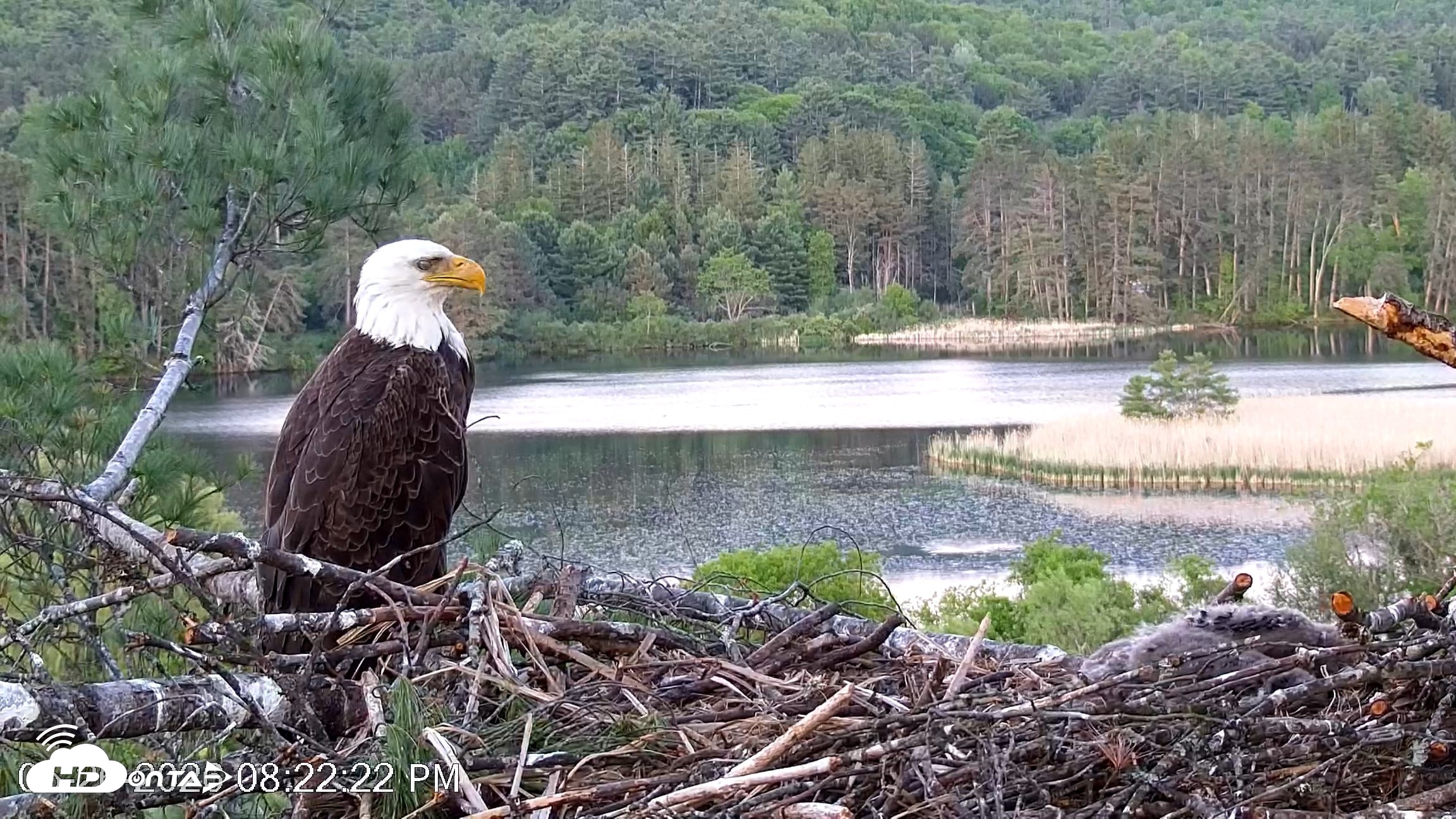 Snapshot of VINS Bald Eagles Nest Live Cams taken May 26, 2026, 8:23pm EDT