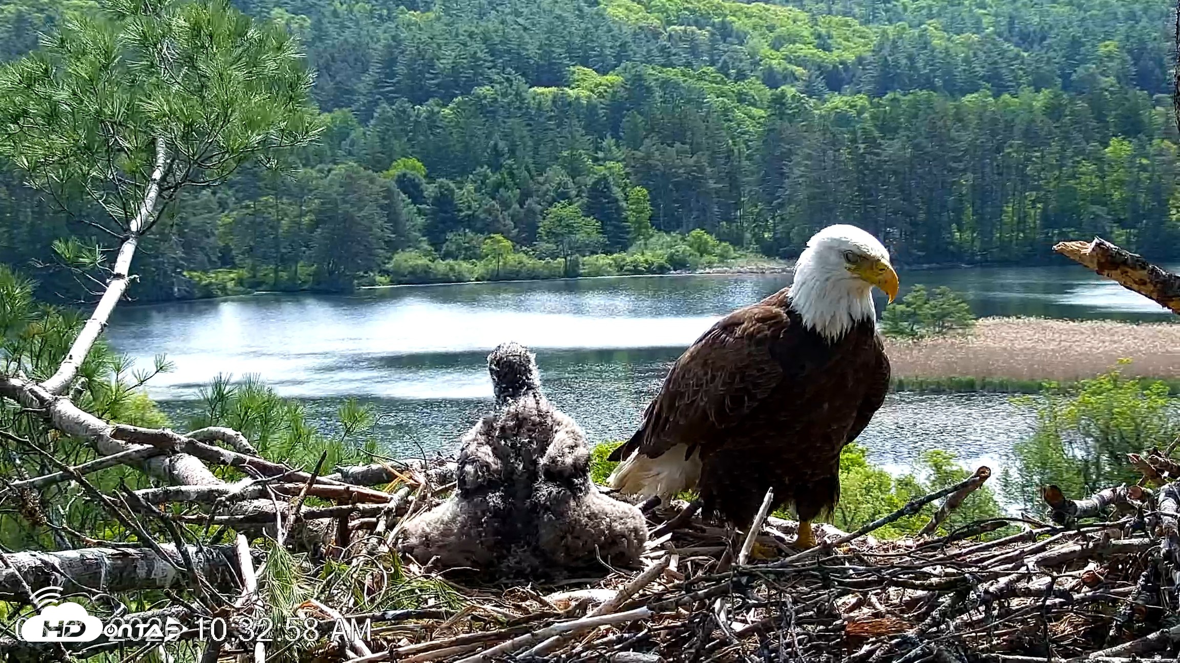 Snapshot of VINS Bald Eagles Nest Live Cams taken May 27, 2026, 10:33am EDT