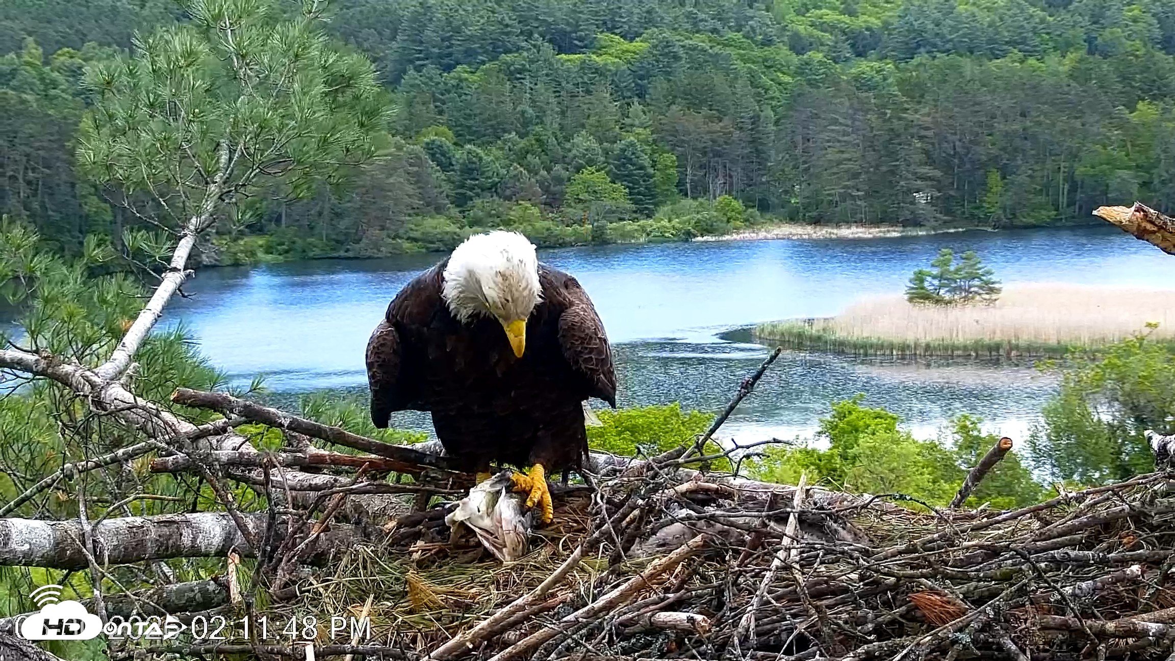 Snapshot of VINS Bald Eagles Nest Live Cams taken May 30, 2026, 2:12pm EDT