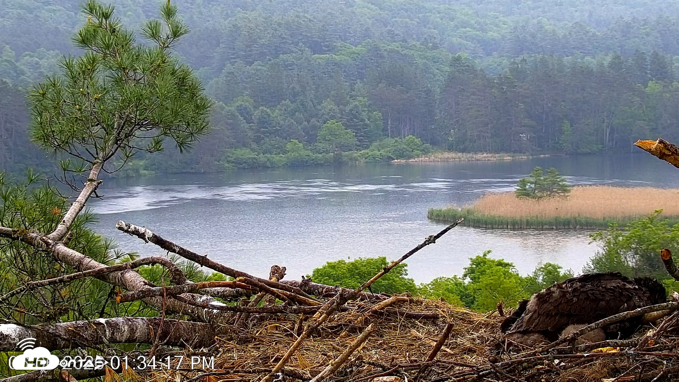 Snapshot of VINS Bald Eagles Nest Live Cams taken Jun 6, 2026, 1:35pm EDT