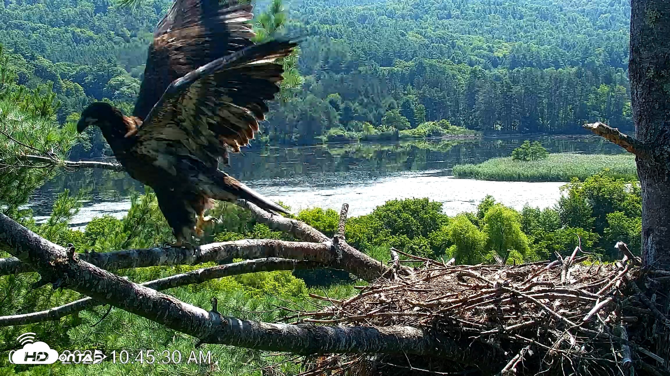 Snapshot of VINS Bald Eagles Nest Live Cams taken Jul 24, 2026, 10:46am EDT