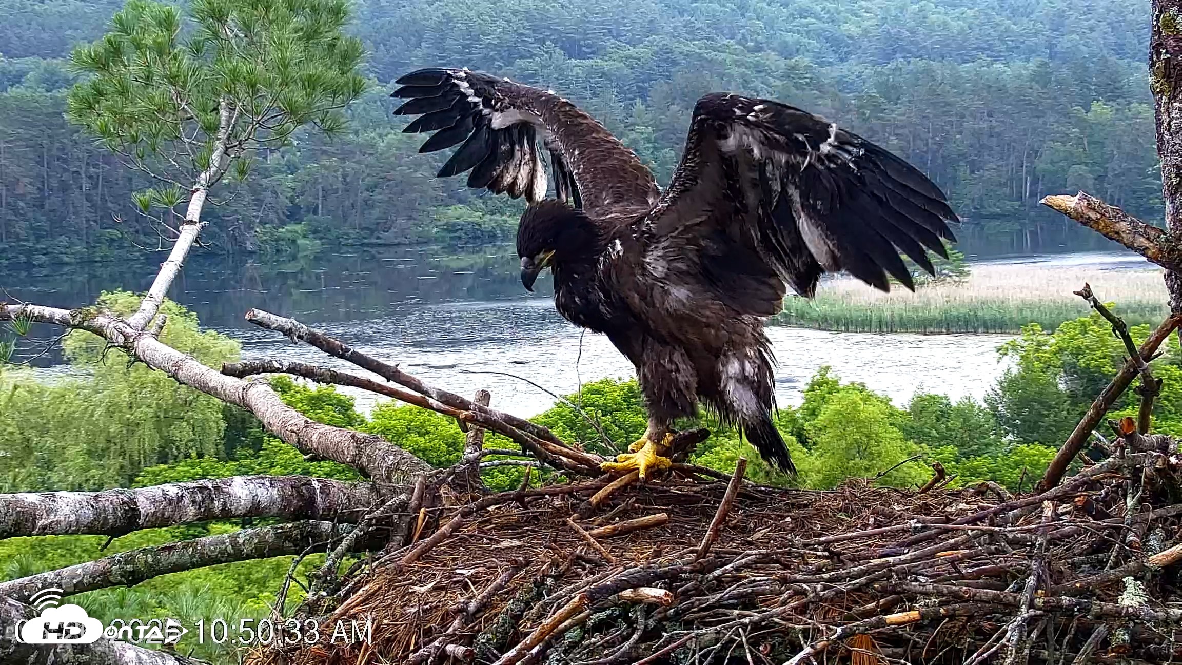 Snapshot of VINS Bald Eagles Nest Live Cams taken Jun 26, 2026, 10:51am EDT