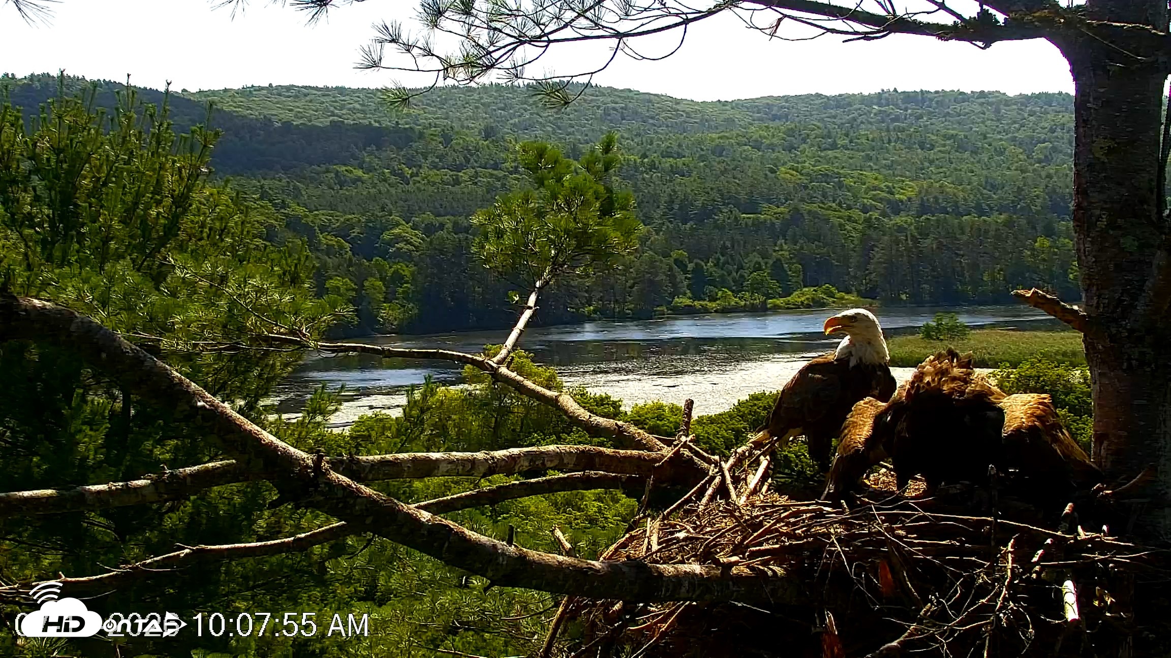 Snapshot of VINS Bald Eagles Nest Live Cams taken Jul 17, 2026, 10:09am EDT