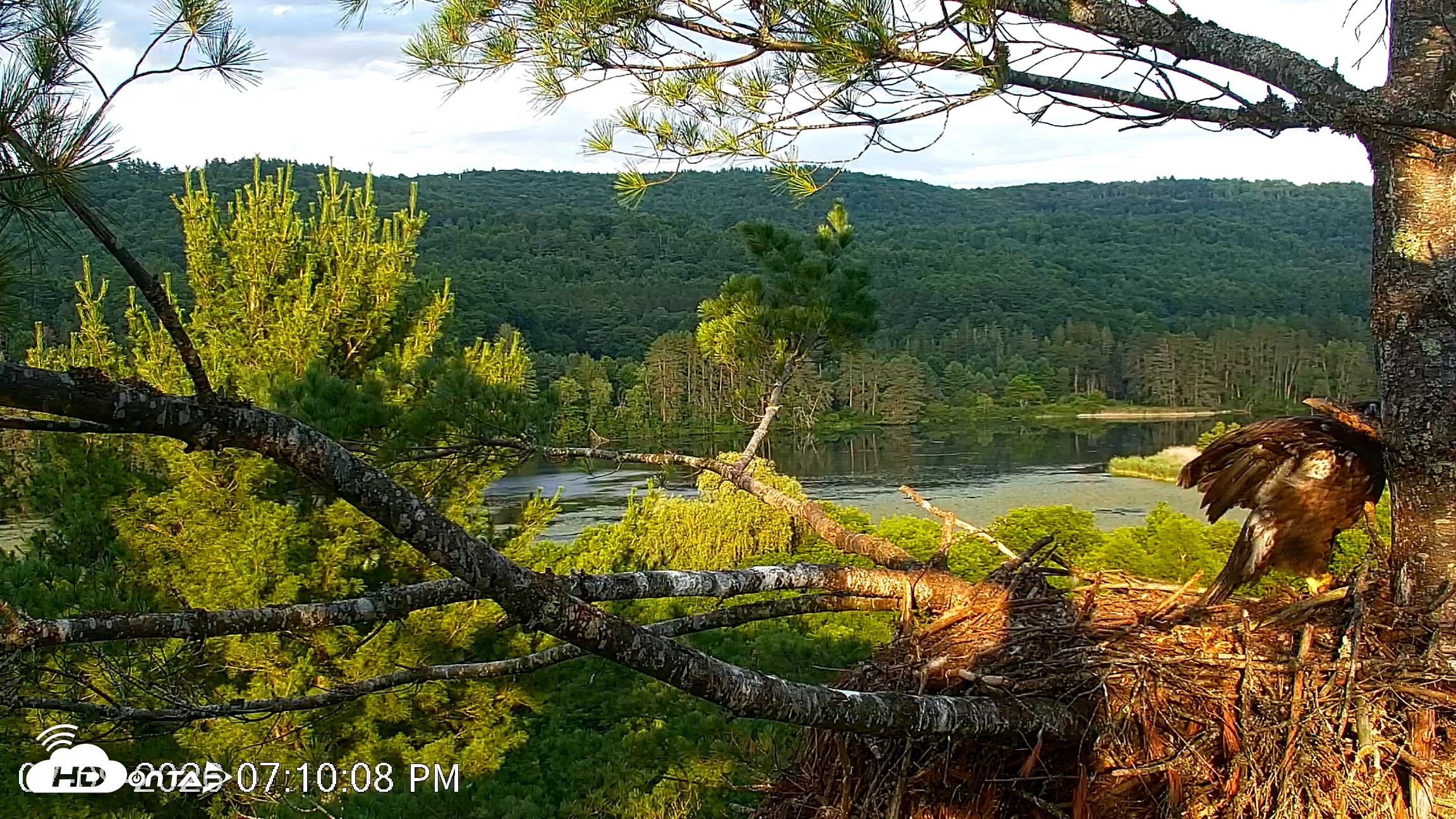 Snapshot of VINS Bald Eagles Nest Live Cams taken Jul 9, 2026, 7:10pm EDT