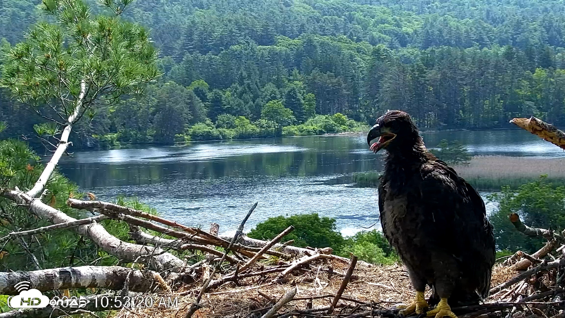 Snapshot of VINS Bald Eagles Nest Live Cams taken Jun 12, 2026, 10:54am EDT