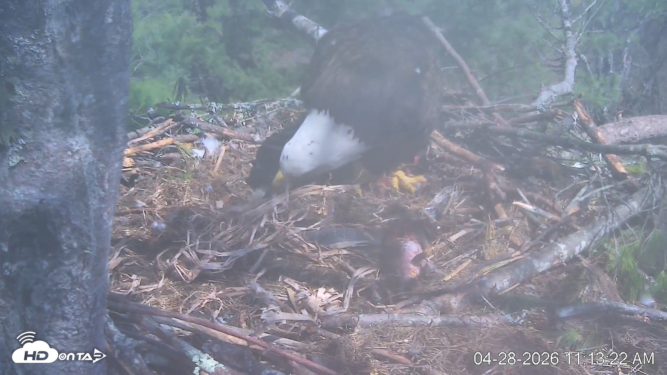 Snapshot of VINS Bald Eagles Nest Live Cams taken Apr 28, 2026, 11:14am EDT
