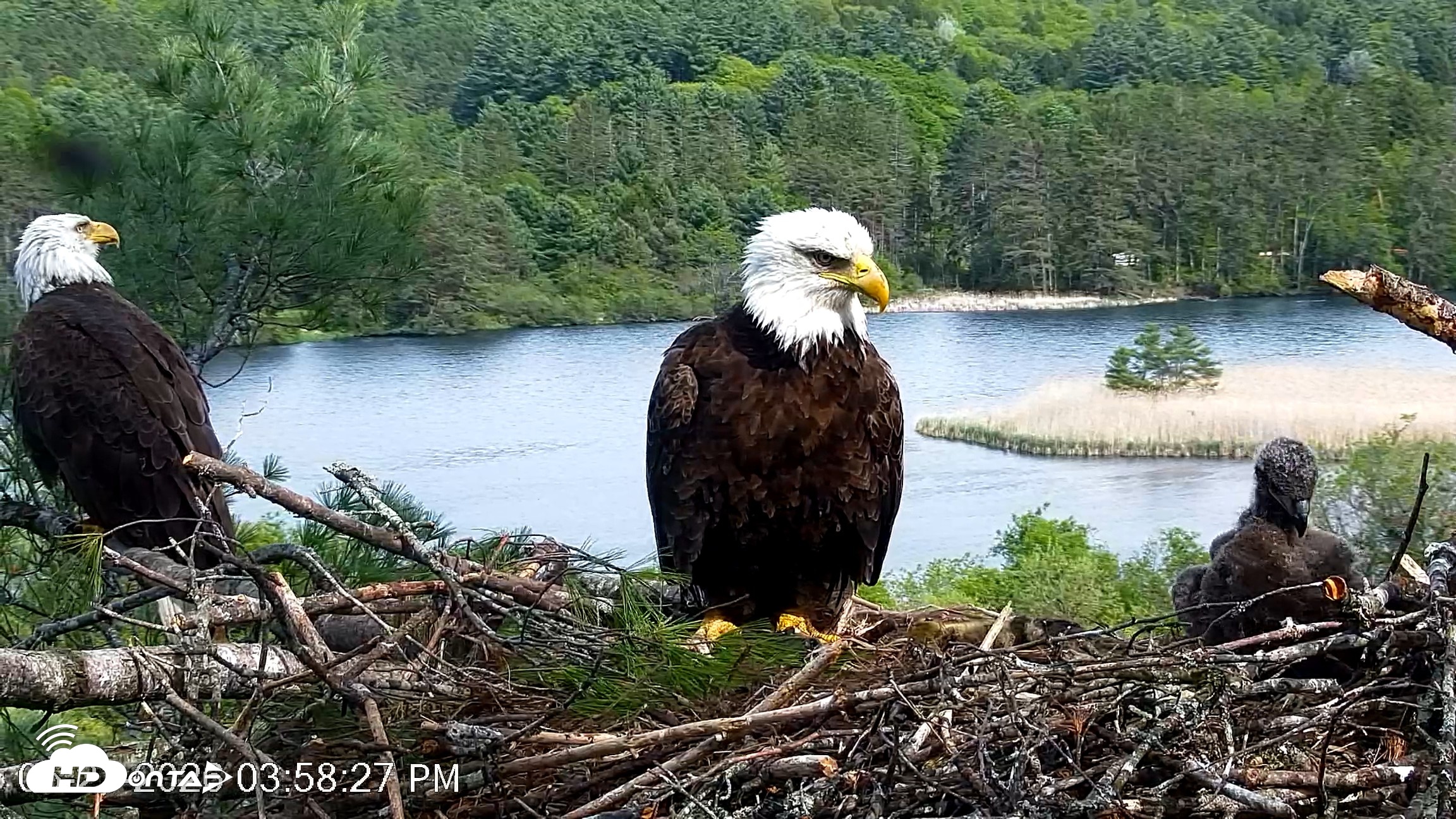 Snapshot of VINS Bald Eagles Nest Live Cams taken May 21, 2026, 3:59pm EDT