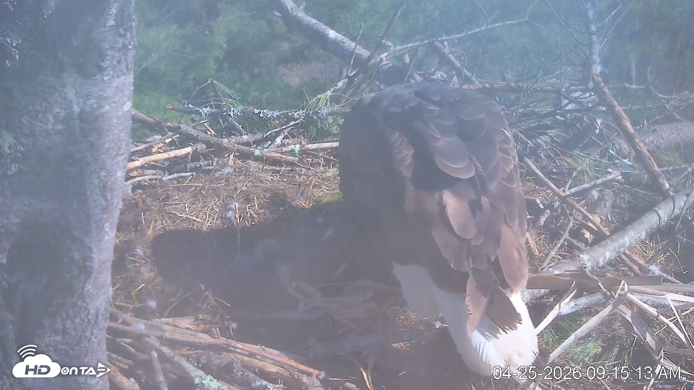 Snapshot of VINS Bald Eagles Nest Live Cams taken Apr 25, 2026, 9:16am EDT