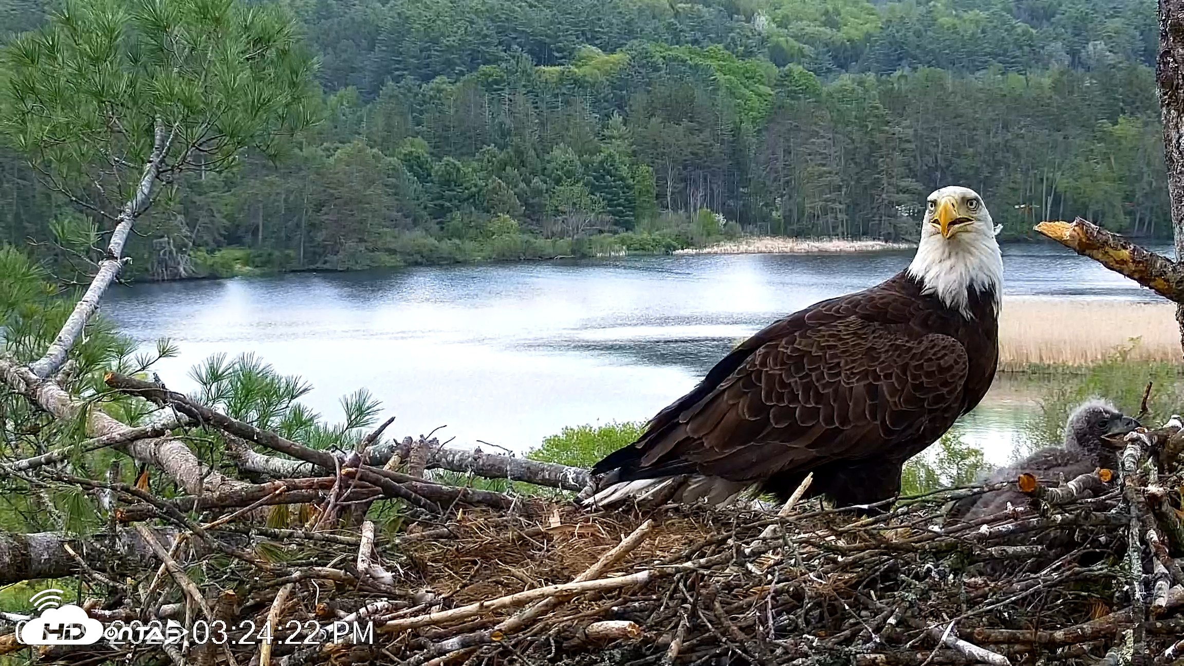 Snapshot of VINS Bald Eagles Nest Live Cams taken May 19, 2026, 3:25pm EDT