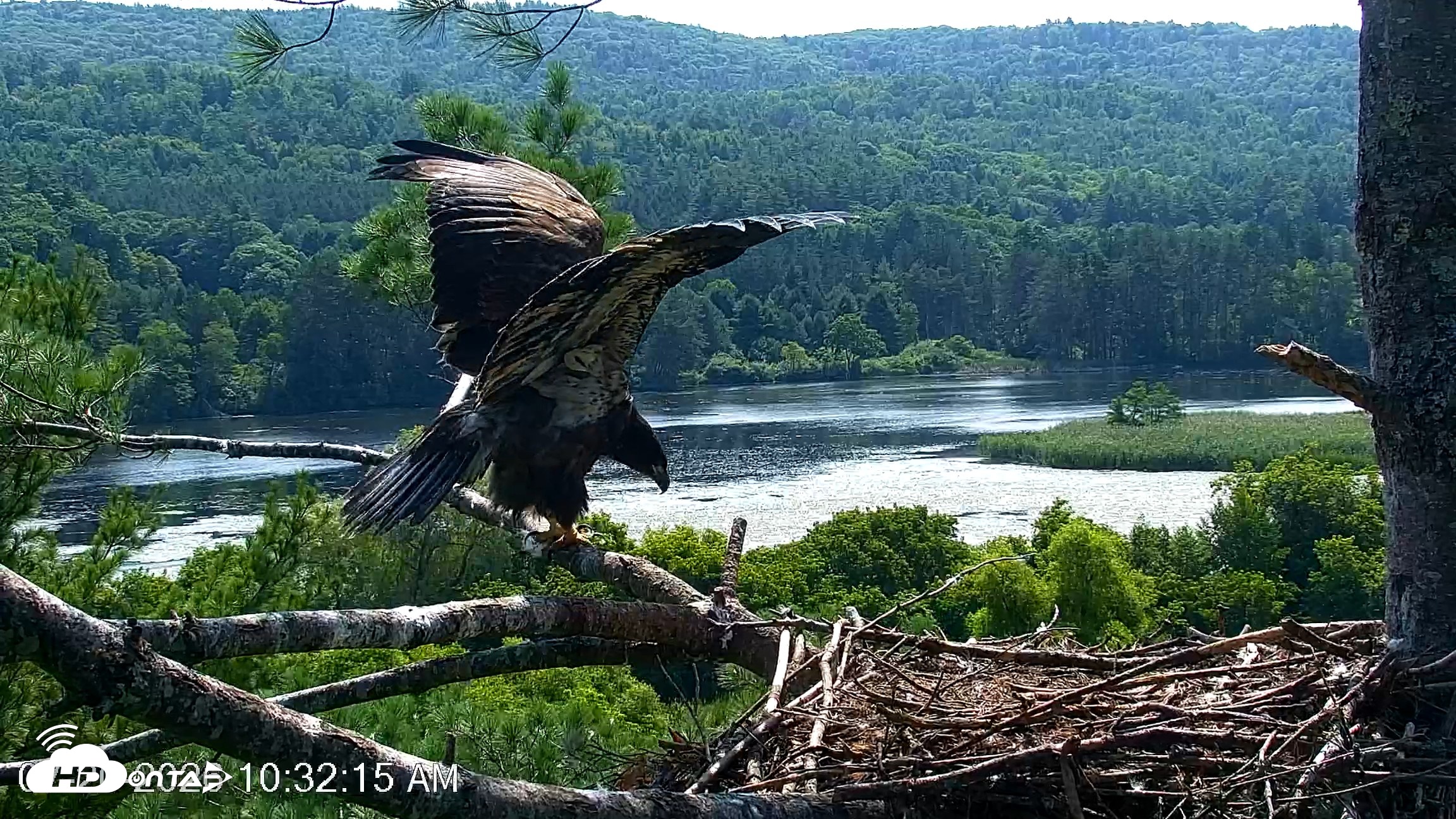 Snapshot of VINS Bald Eagles Nest Live Cams taken Jul 20, 2026, 10:33am EDT