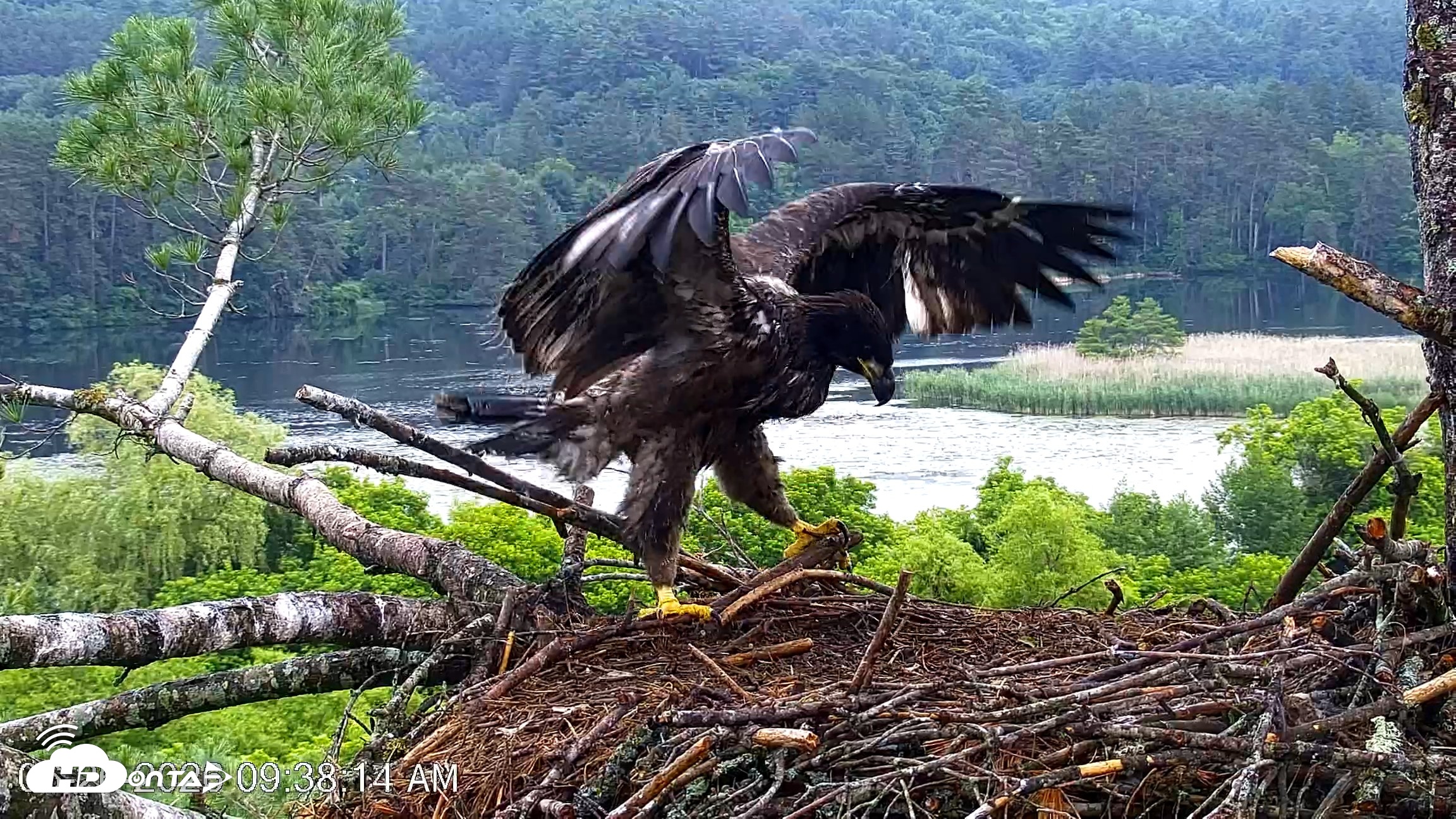 Snapshot of VINS Bald Eagles Nest Live Cams taken Jun 26, 2026, 9:38am EDT