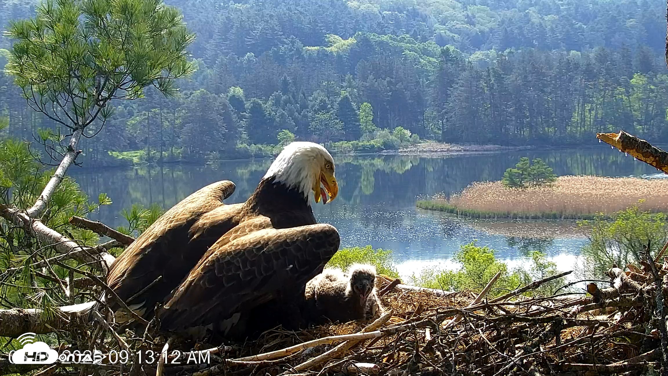 Snapshot of VINS Bald Eagles Nest Live Cams taken May 19, 2026, 9:14am EDT