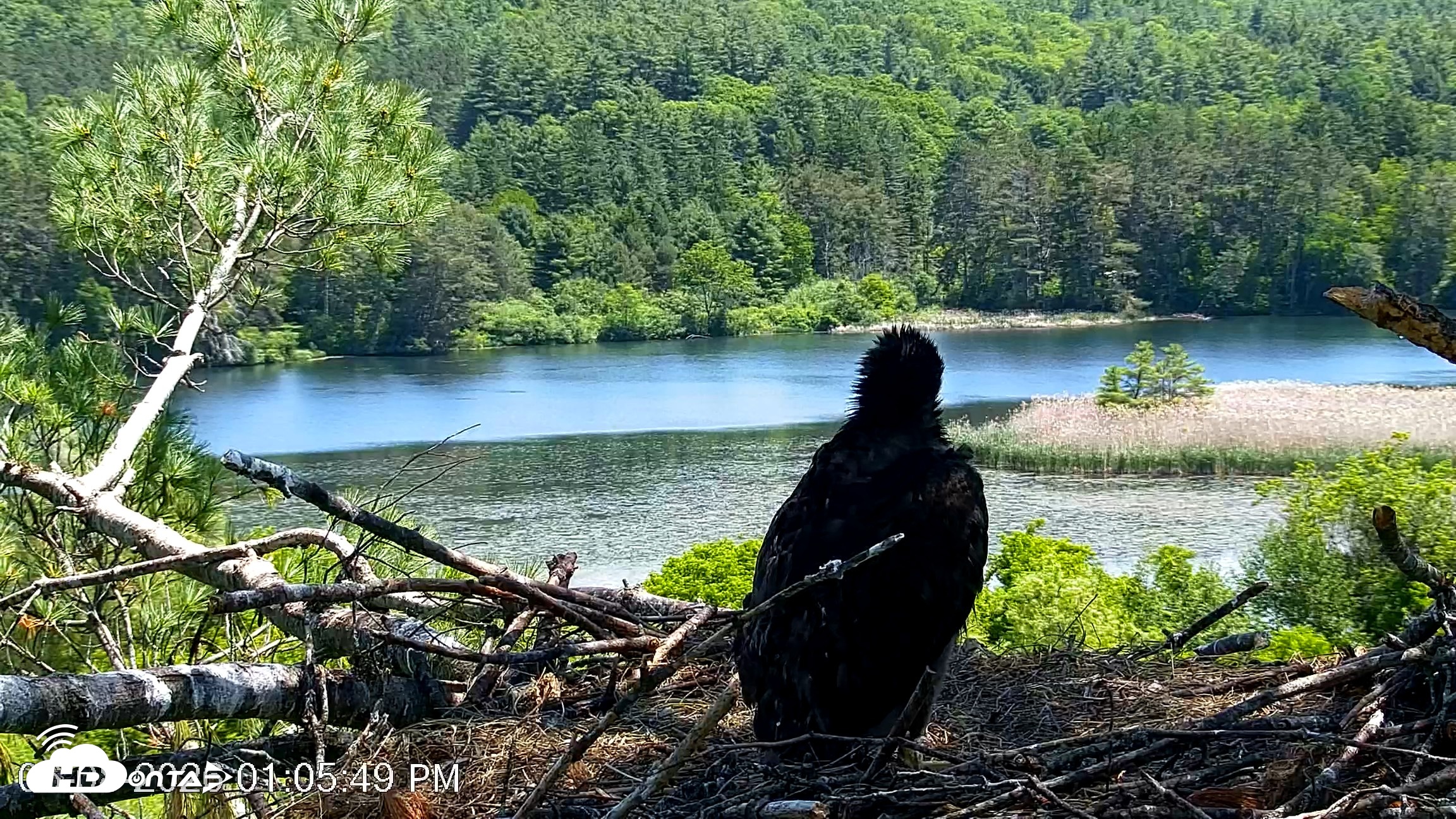 Snapshot of VINS Bald Eagles Nest Live Cams taken Jun 8, 2026, 1:06pm EDT