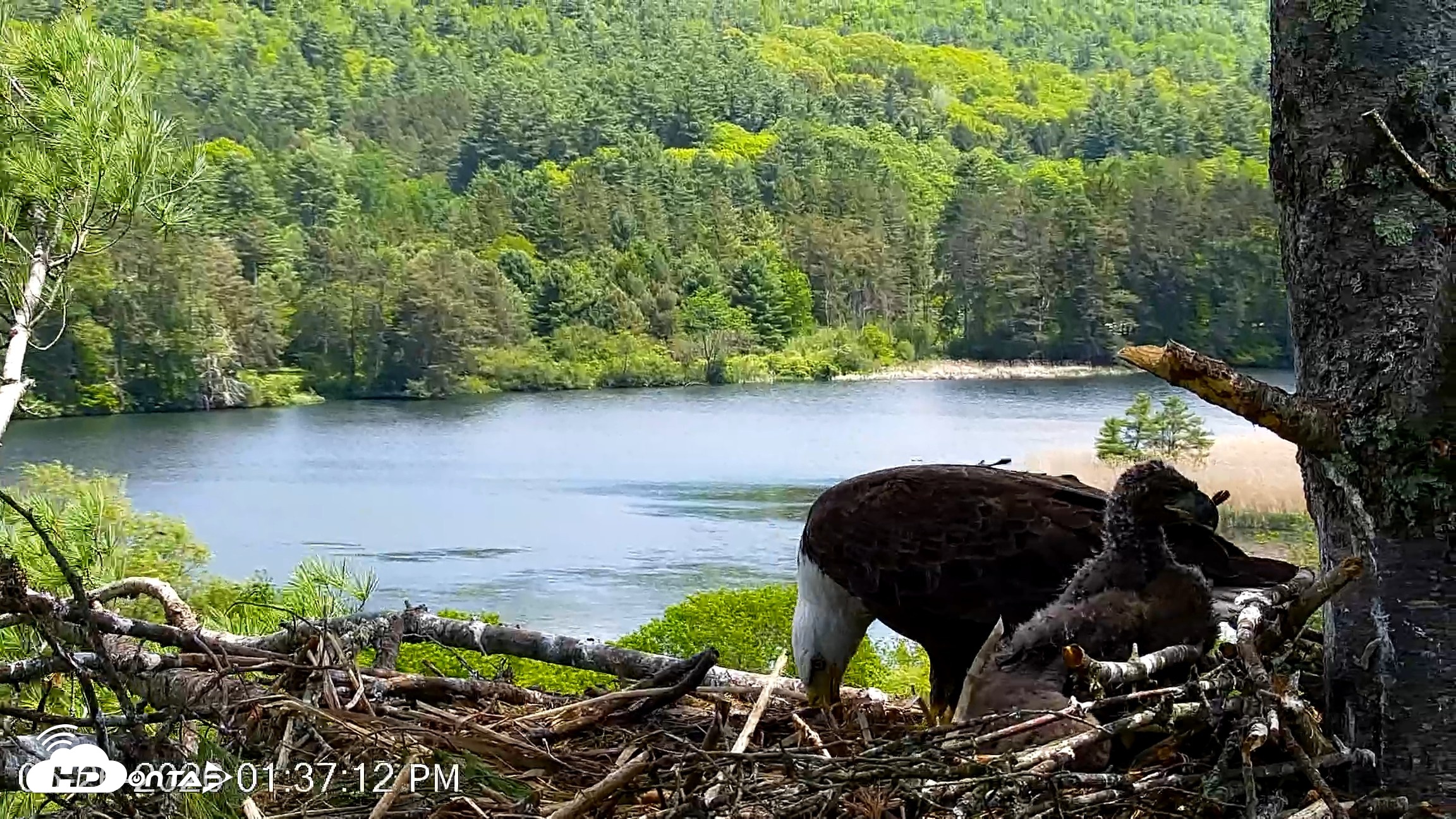 Snapshot of VINS Bald Eagles Nest Live Cams taken May 26, 2026, 1:37pm EDT