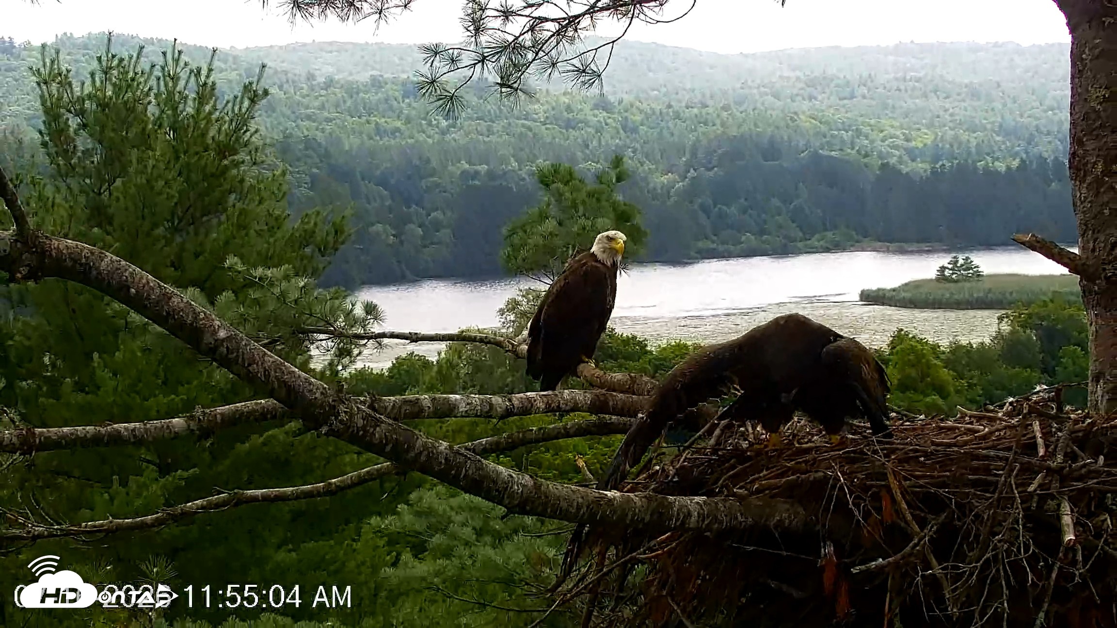 Snapshot of VINS Bald Eagles Nest Live Cams taken Jul 16, 2026, 11:56am EDT