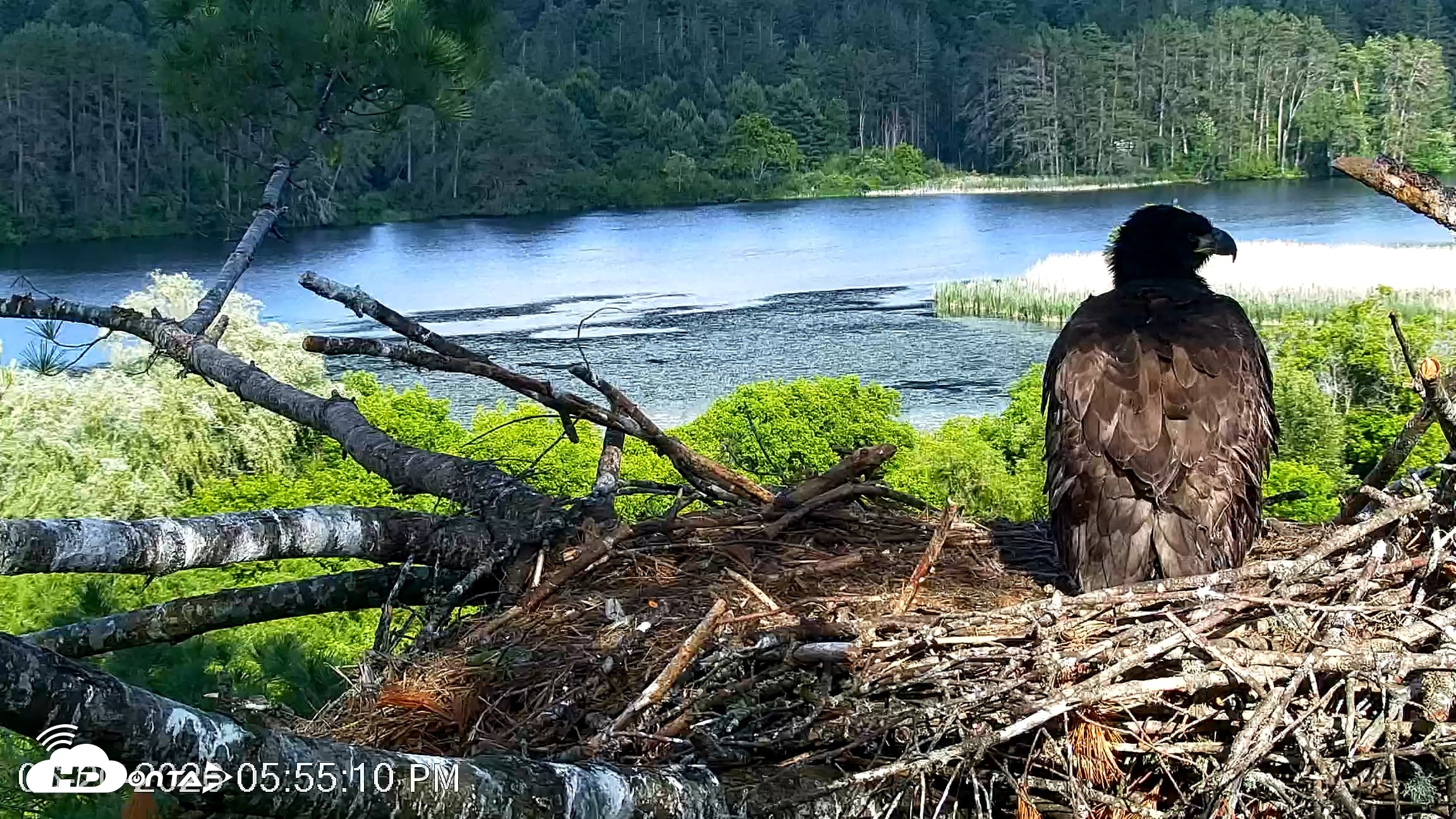Snapshot of VINS Bald Eagles Nest Live Cams taken Jun 20, 2026, 5:55pm EDT
