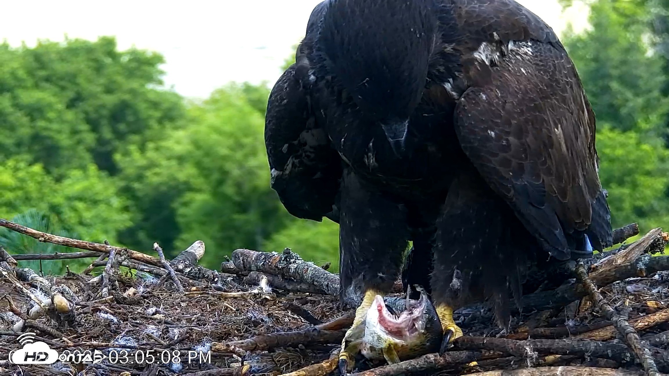 Snapshot of VINS Bald Eagles Nest Live Cams taken Jul 24, 2026, 3:06pm EDT