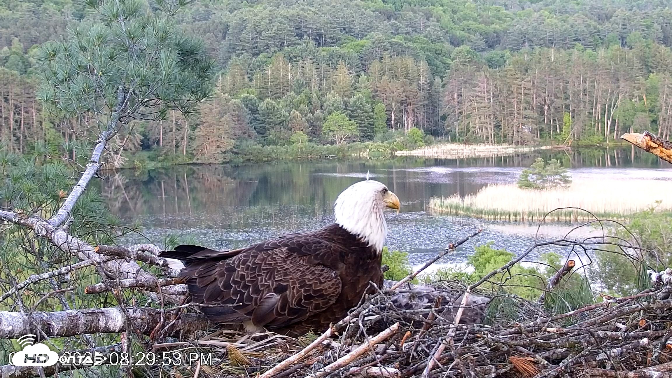 Snapshot of VINS Bald Eagles Nest Live Cams taken May 30, 2026, 8:30pm EDT