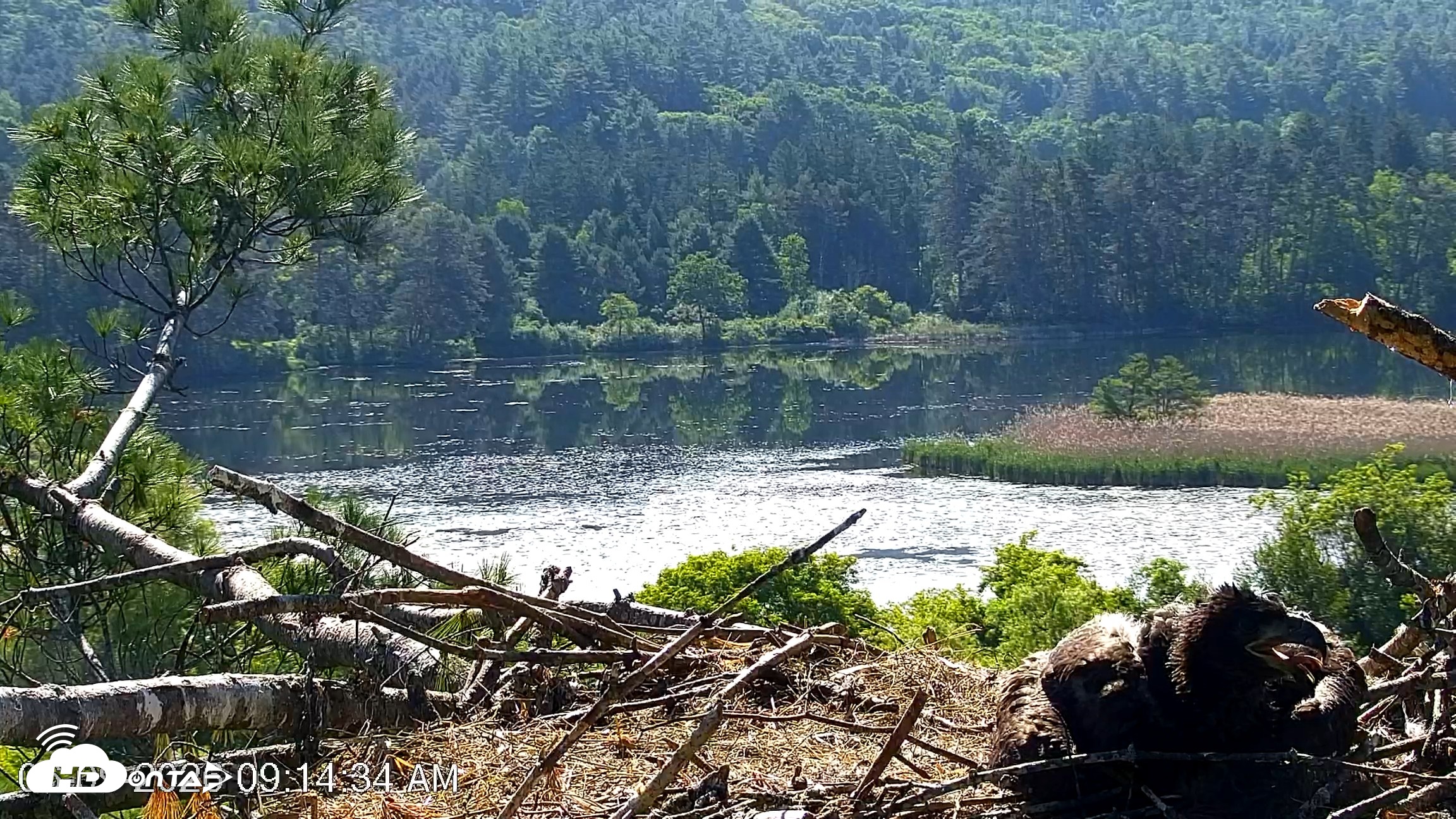 Snapshot of VINS Bald Eagles Nest Live Cams taken Jun 9, 2026, 9:15am EDT