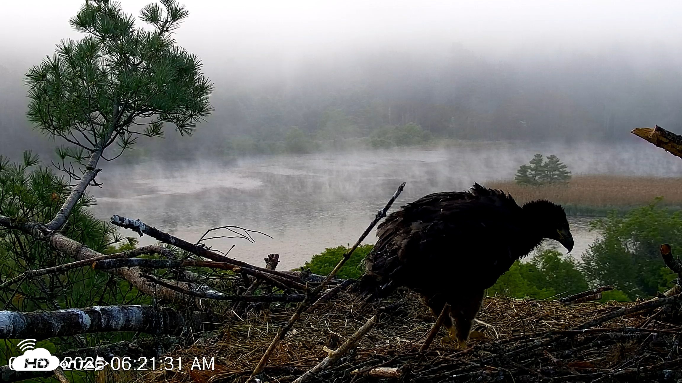 Snapshot of VINS Bald Eagles Nest Live Cams taken Jun 8, 2026, 6:22am EDT