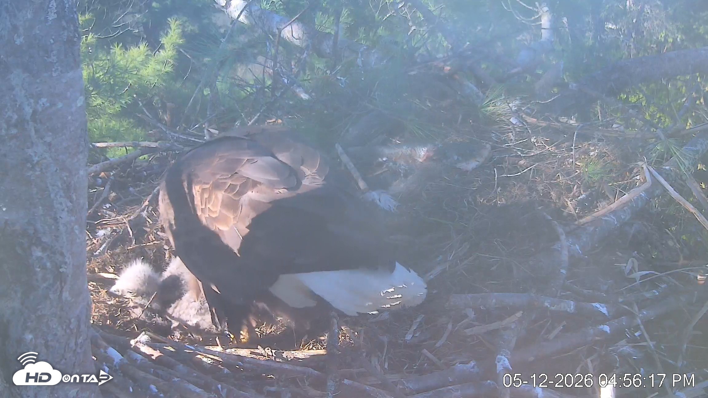Snapshot of VINS Bald Eagles Nest Live Cams taken May 12, 2026, 4:57pm EDT