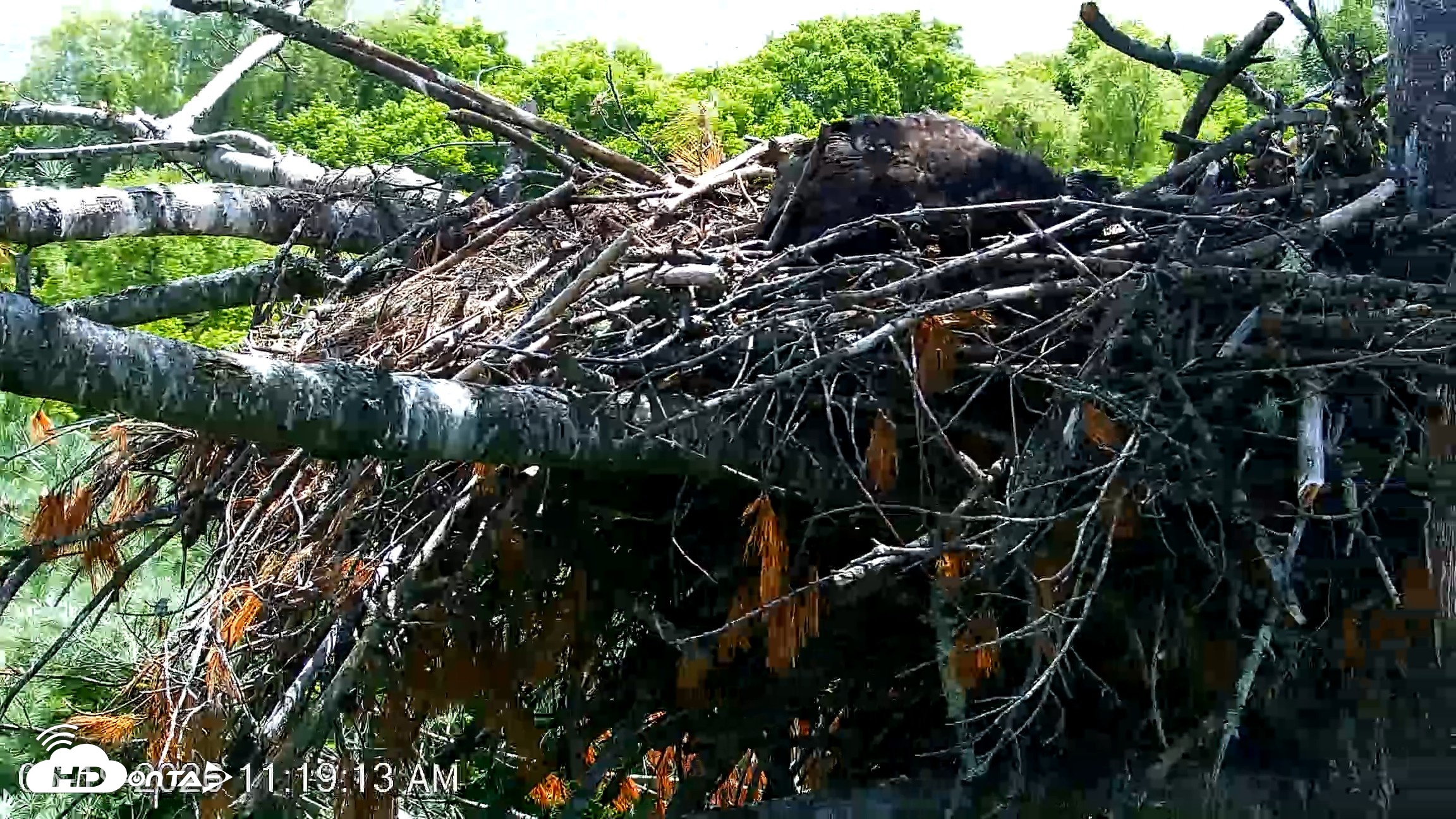 Snapshot of VINS Bald Eagles Nest Live Cams taken Jun 19, 2026, 11:20am EDT
