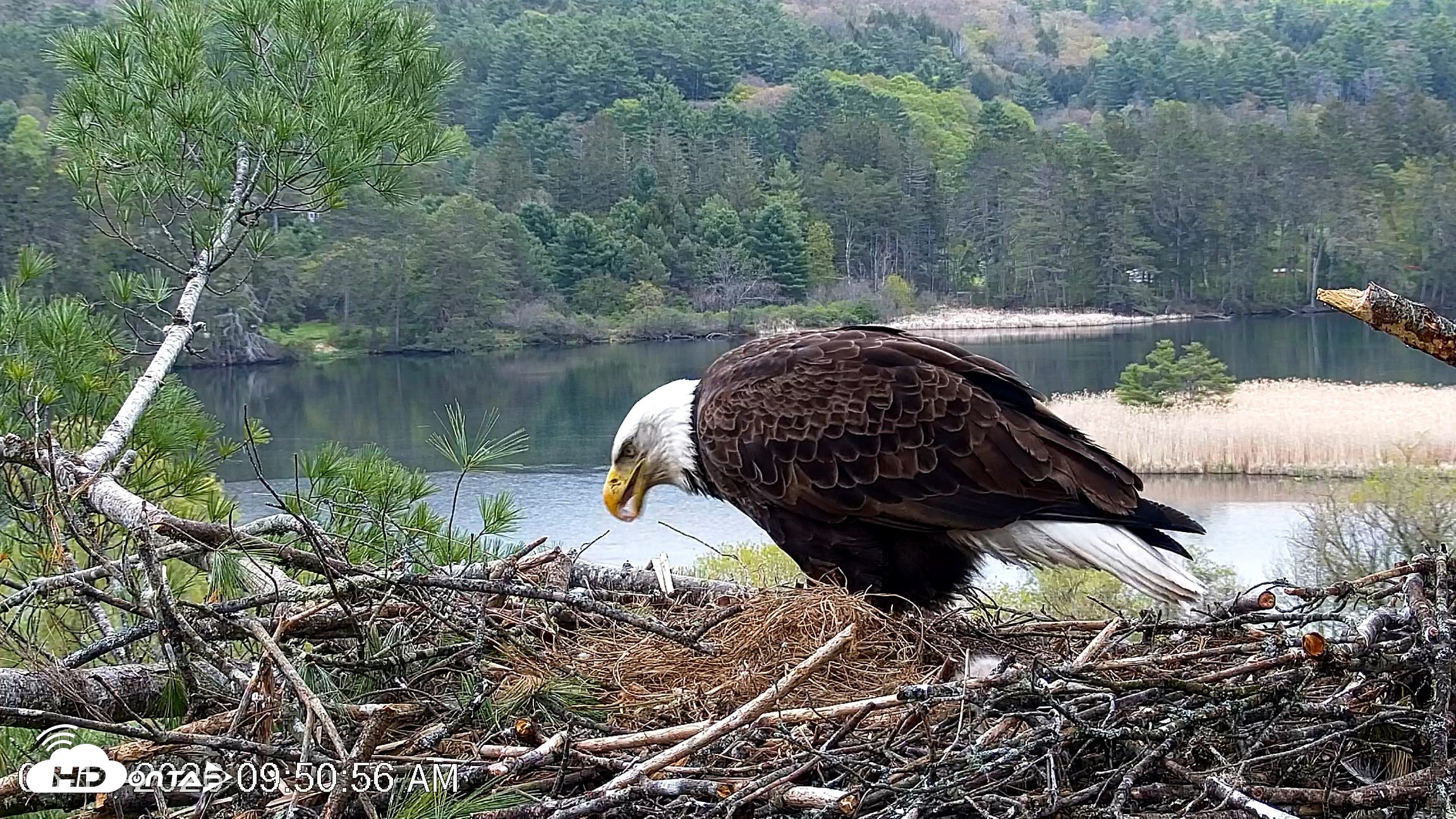 Snapshot of VINS Bald Eagles Nest Live Cams taken May 13, 2026, 9:51am EDT