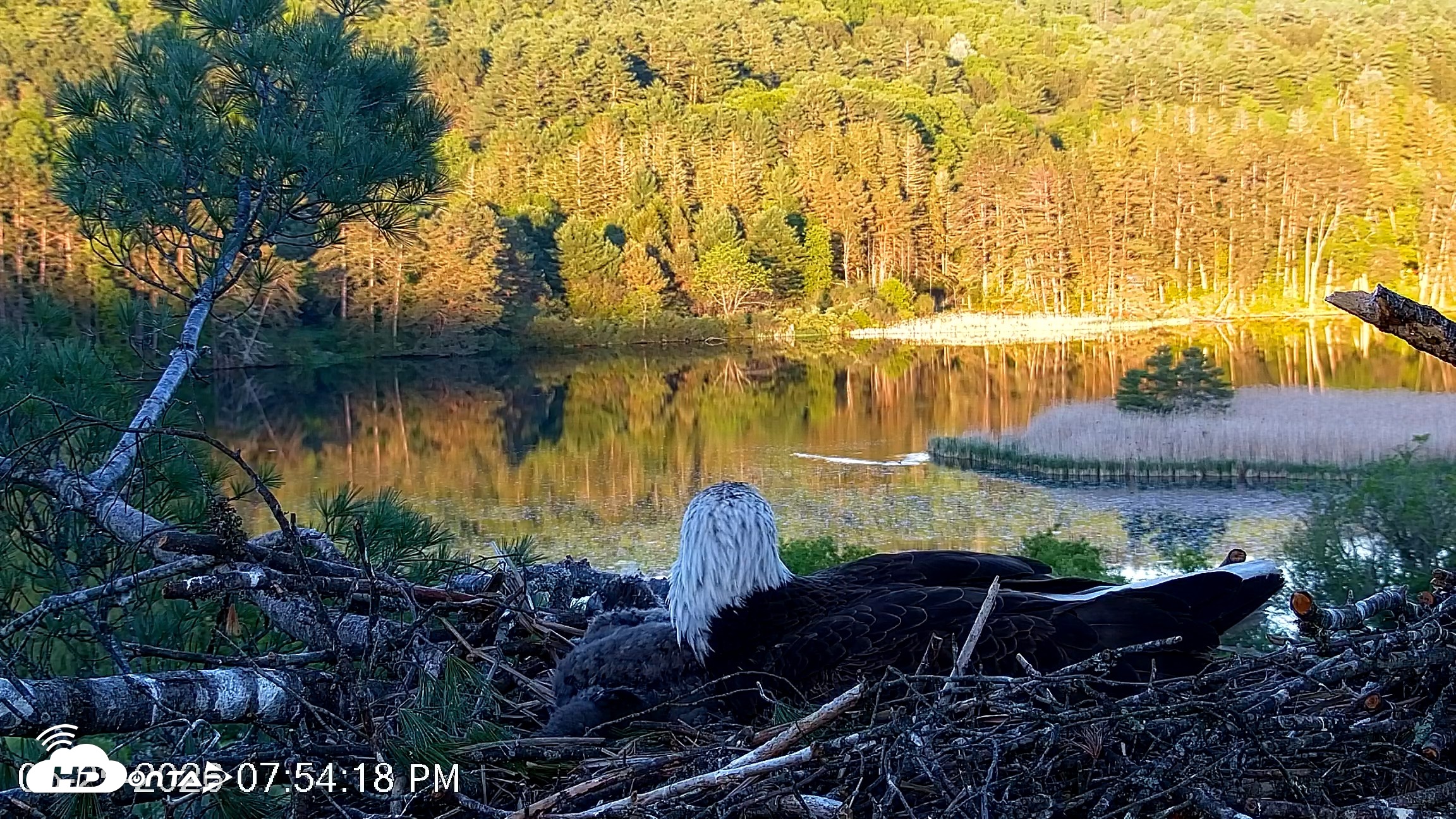Snapshot of VINS Bald Eagles Nest Live Cams taken May 25, 2026, 7:54pm EDT