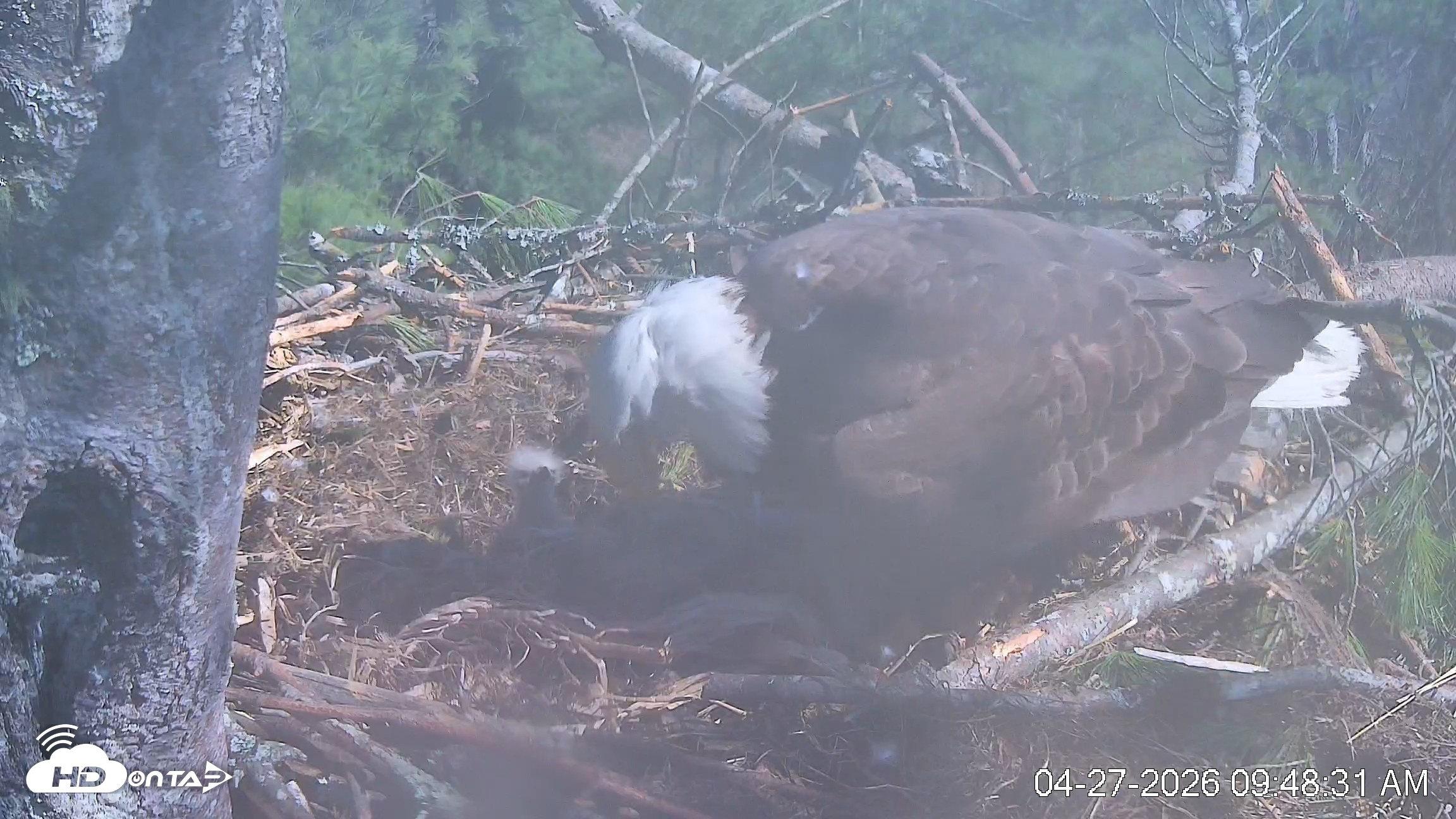 Snapshot of VINS Bald Eagles Nest Live Cams taken Apr 27, 2026, 9:49am EDT