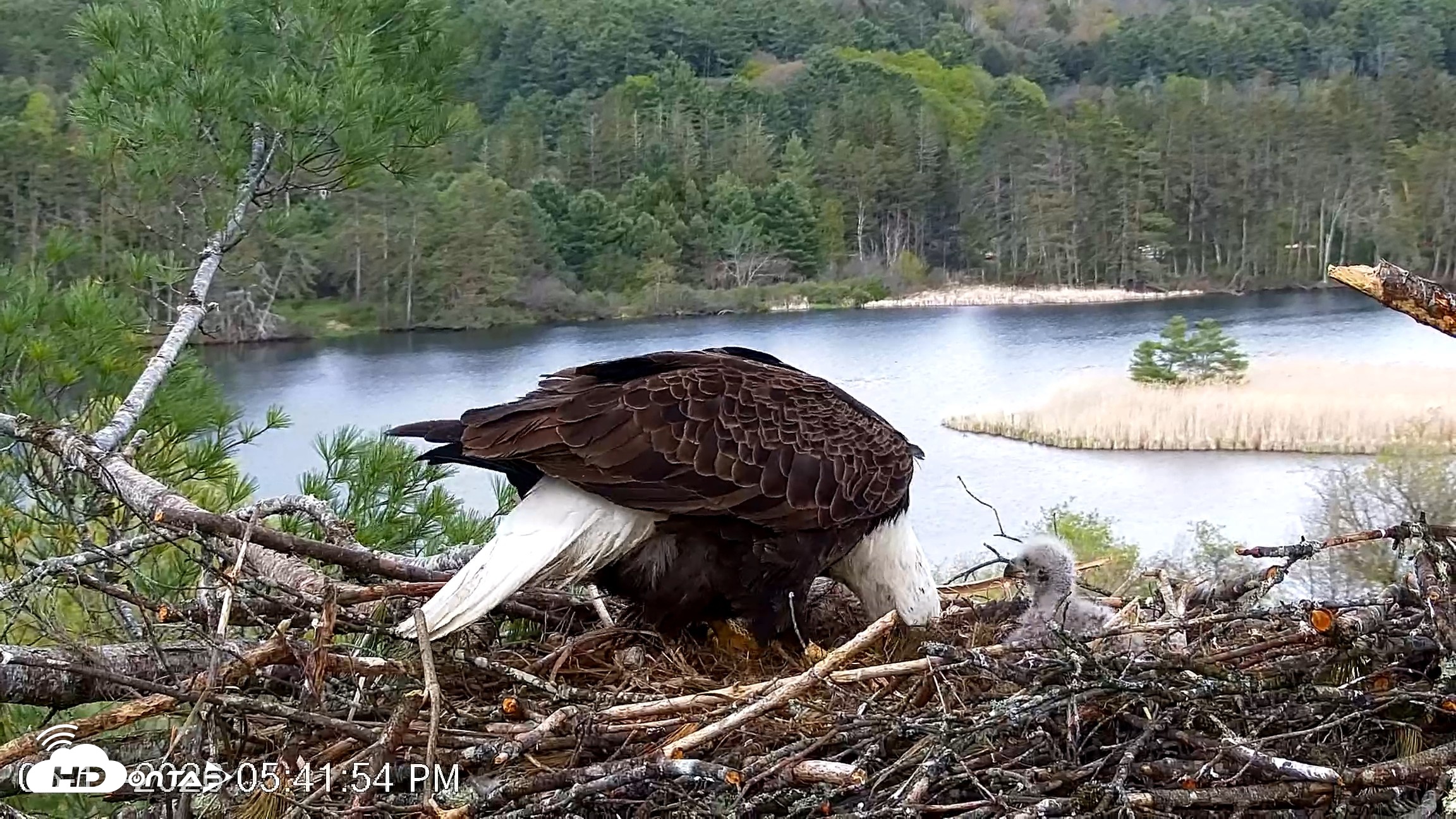 Snapshot of VINS Bald Eagles Nest Live Cams taken May 11, 2026, 5:42pm EDT