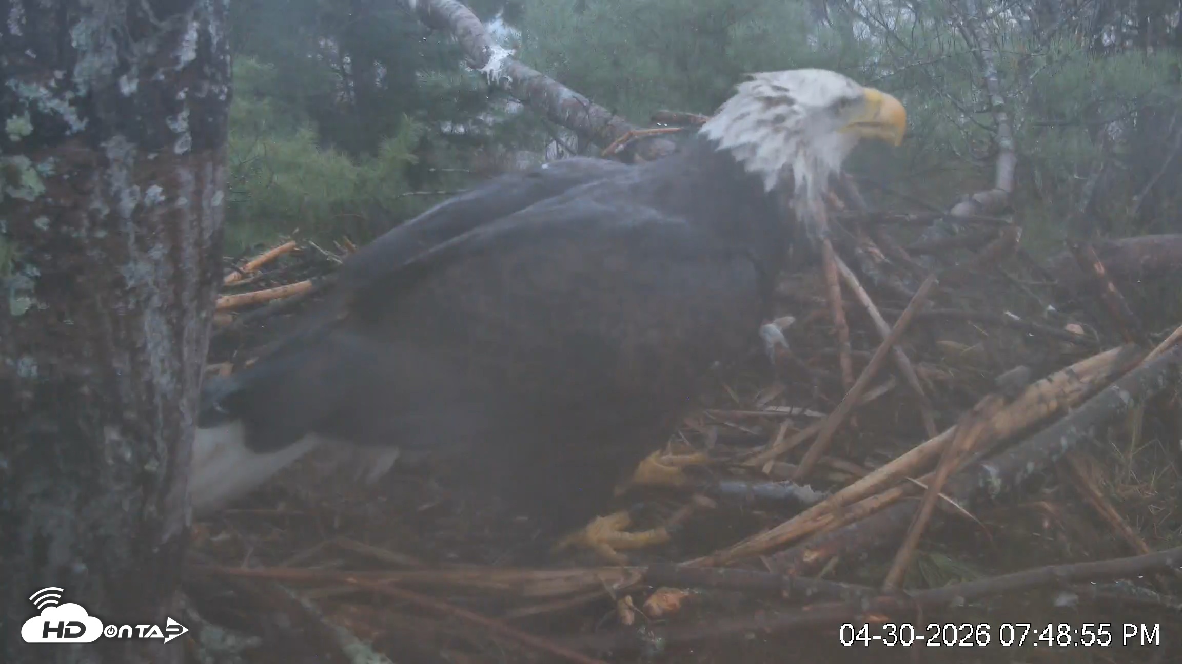 Snapshot of VINS Bald Eagles Nest Live Cams taken Apr 30, 2026, 7:49pm EDT