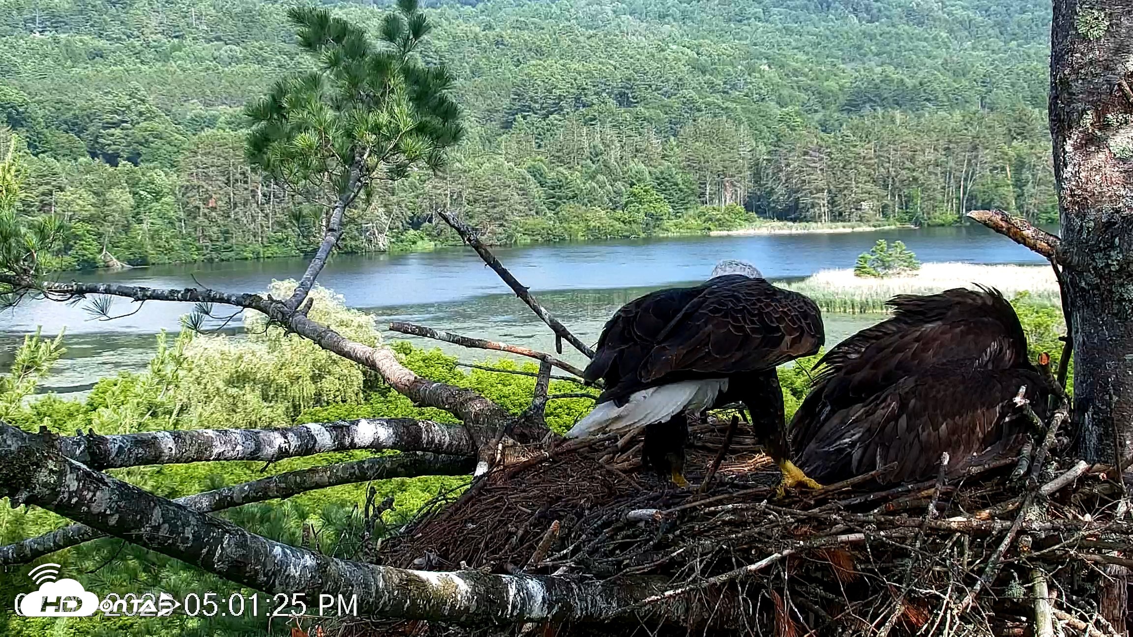 Snapshot of VINS Bald Eagles Nest Live Cams taken Jul 2, 2026, 5:02pm EDT