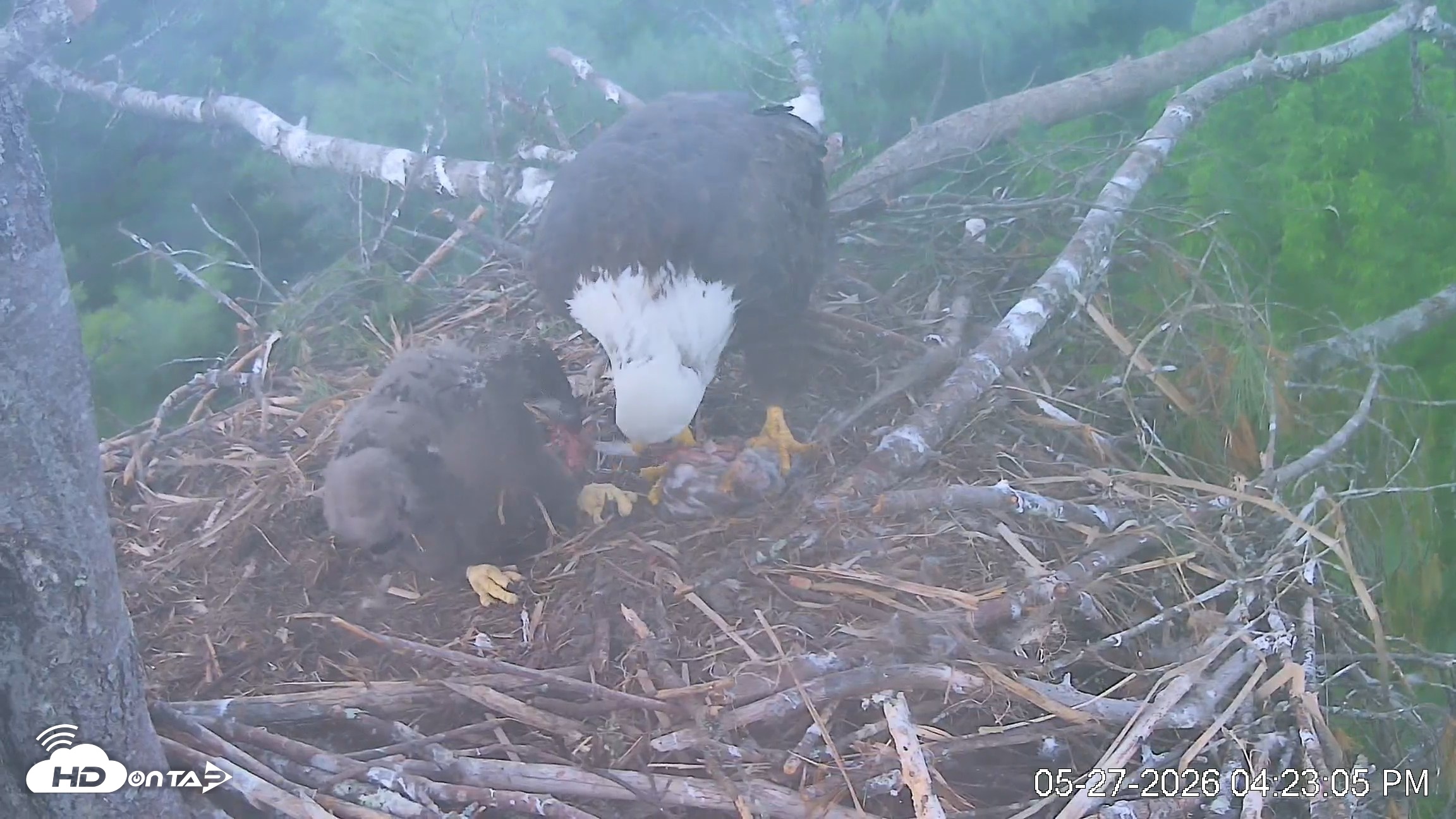 Snapshot of VINS Bald Eagles Nest Live Cams taken May 27, 2026, 4:24pm EDT